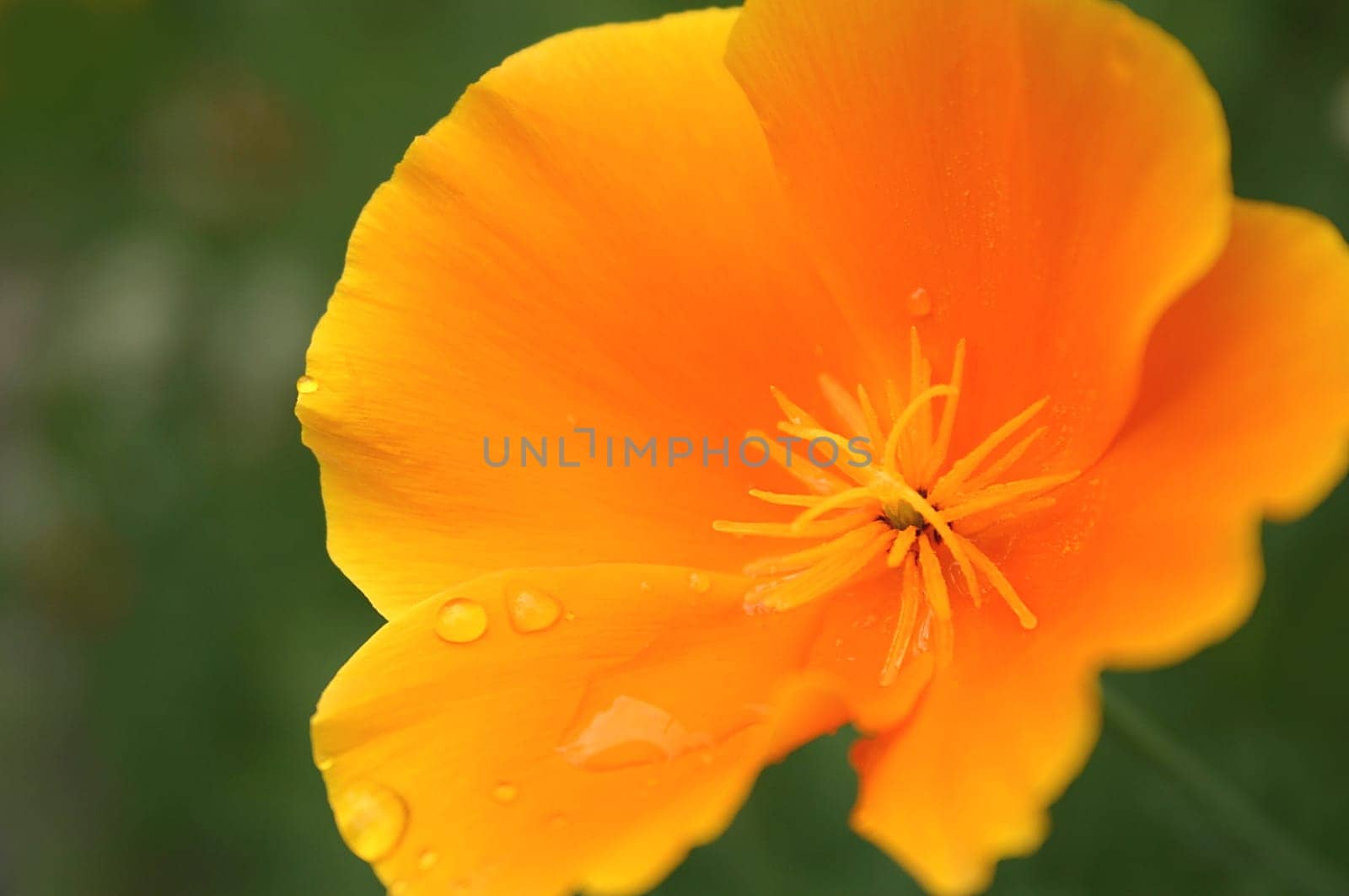 Golden Poppy 01