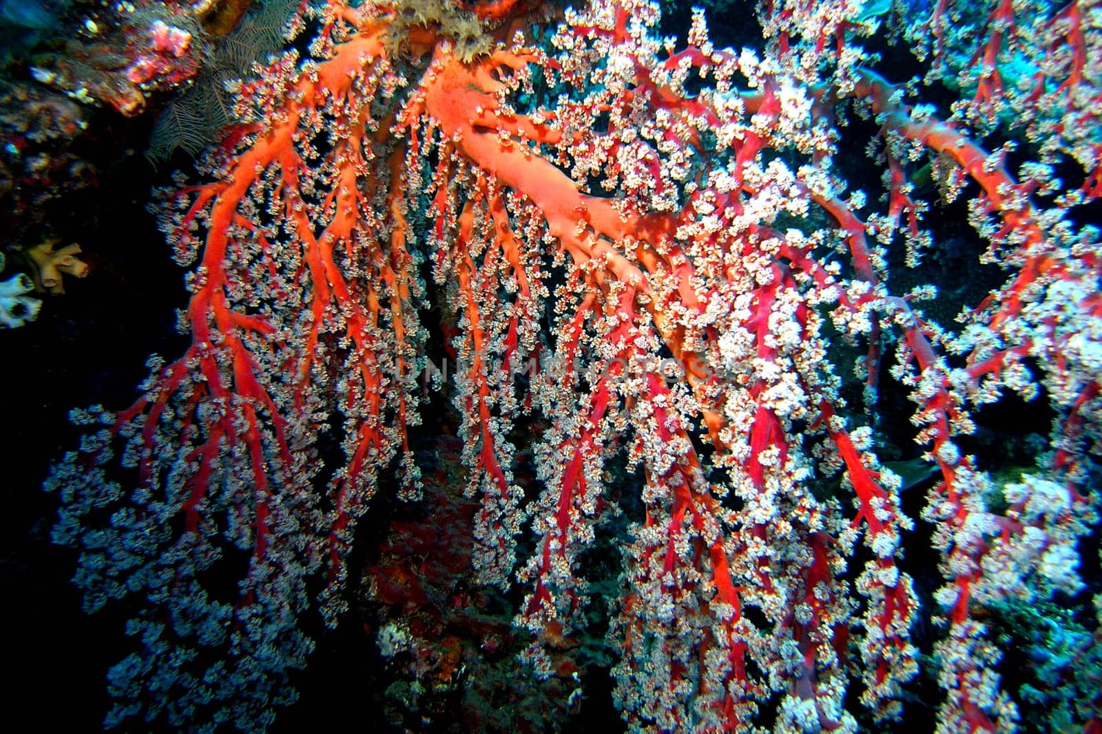 Gorgonians on a night dive