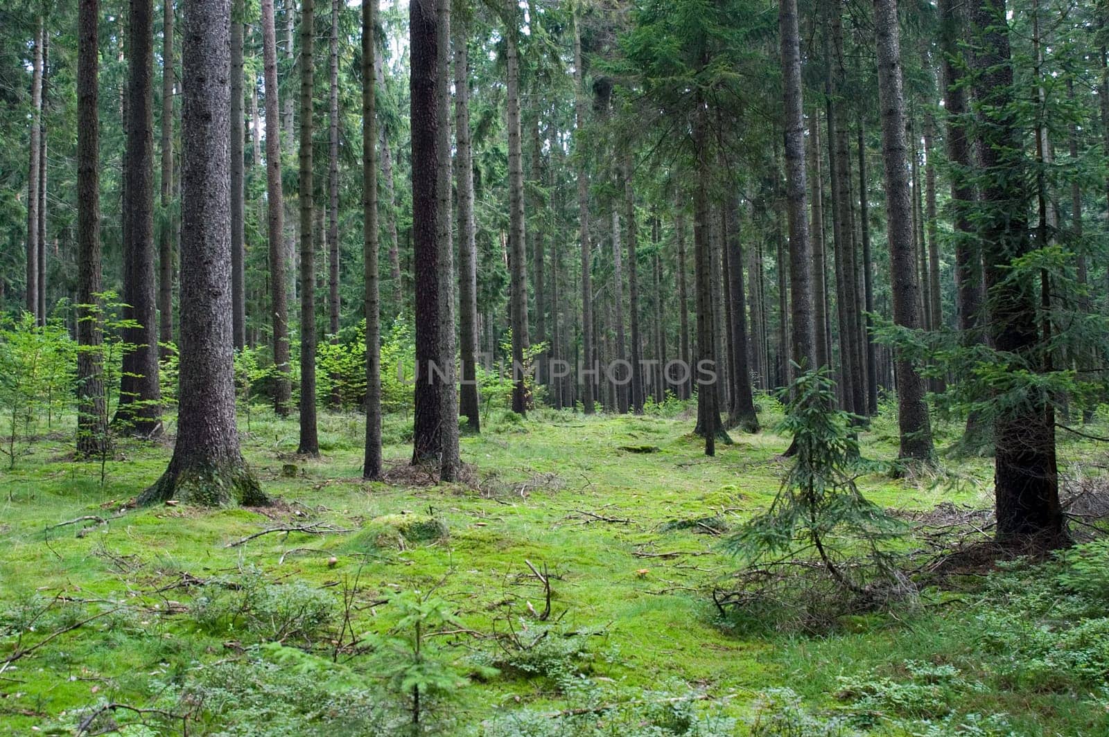 Forest 01