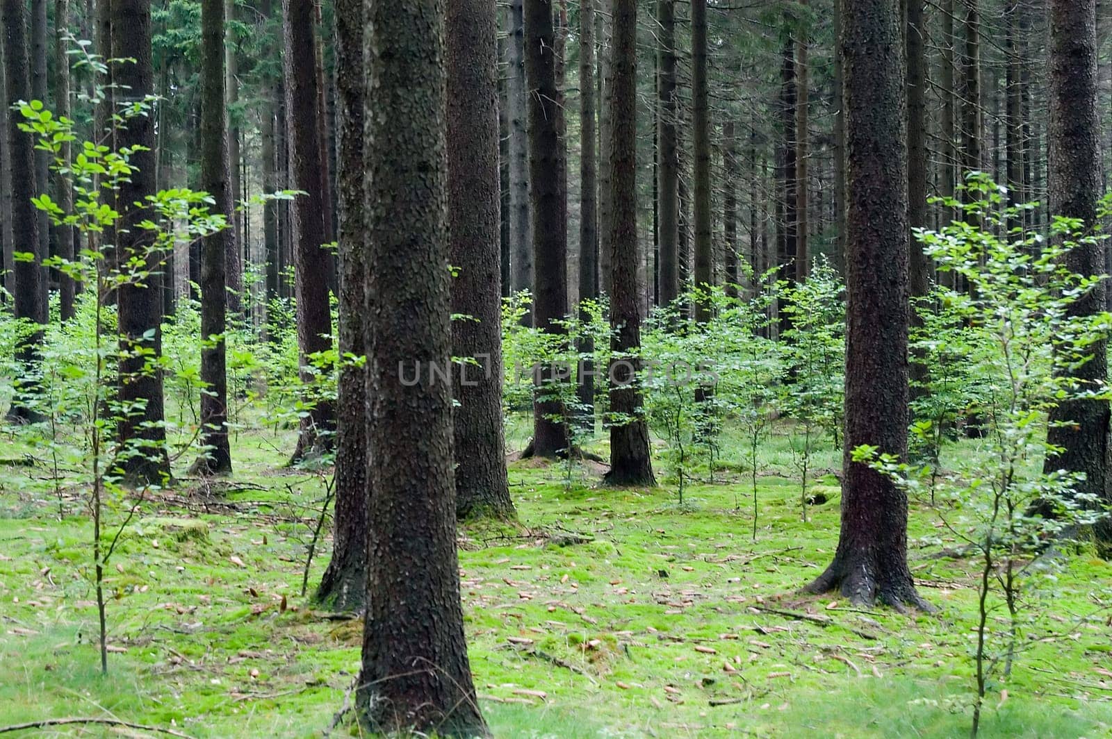 Forest 02