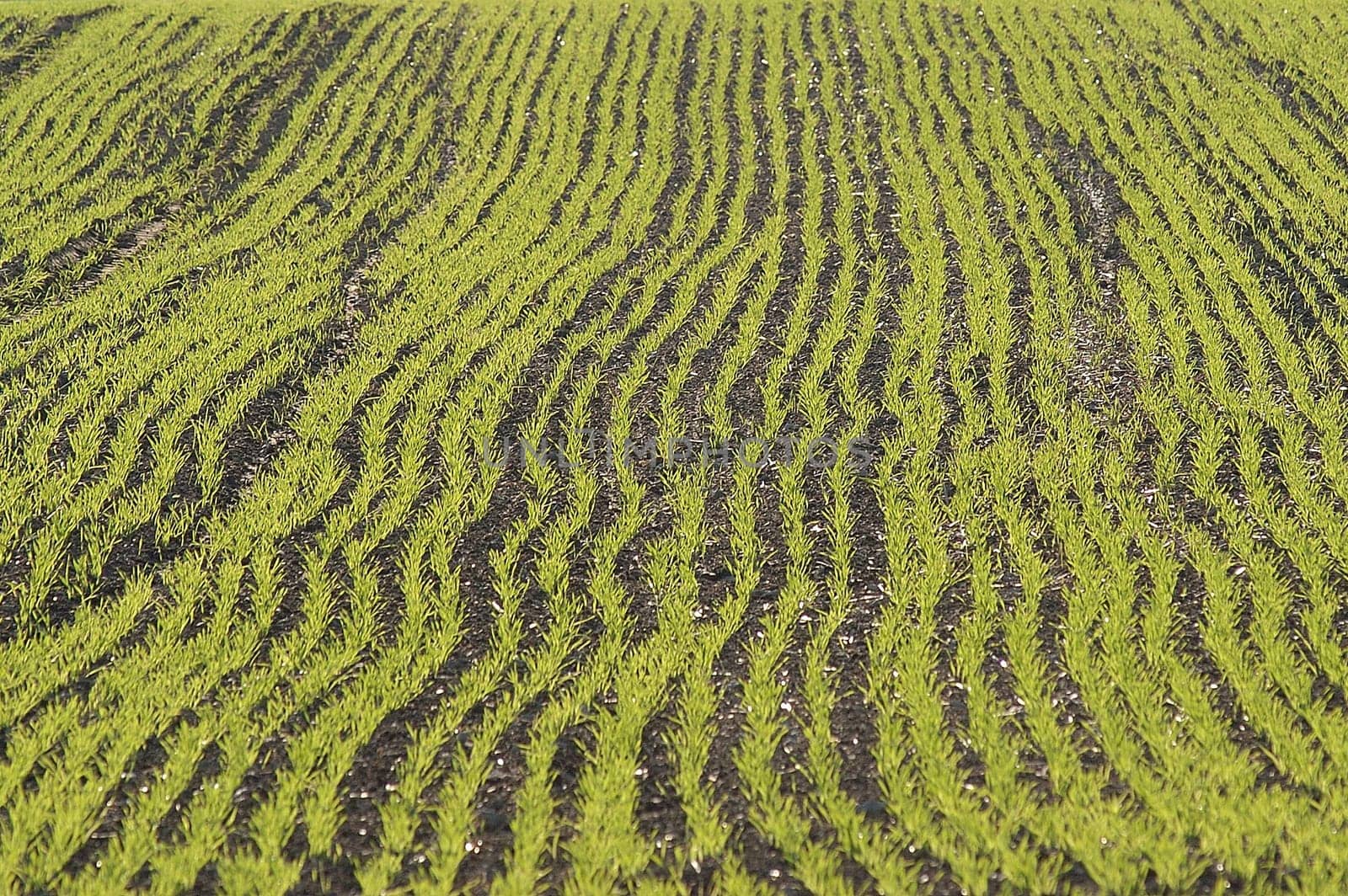 Field cultivation