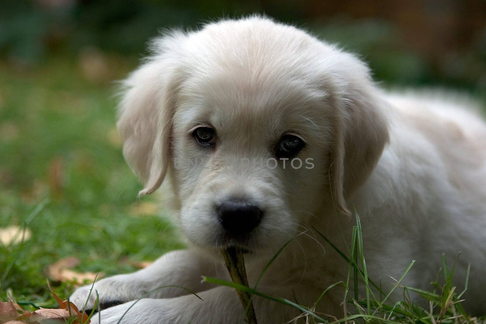 Retriver