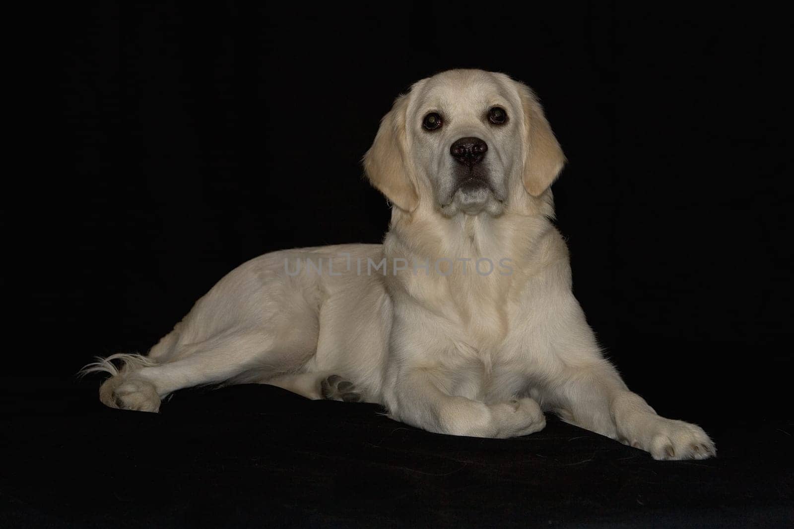 Golden Retriver