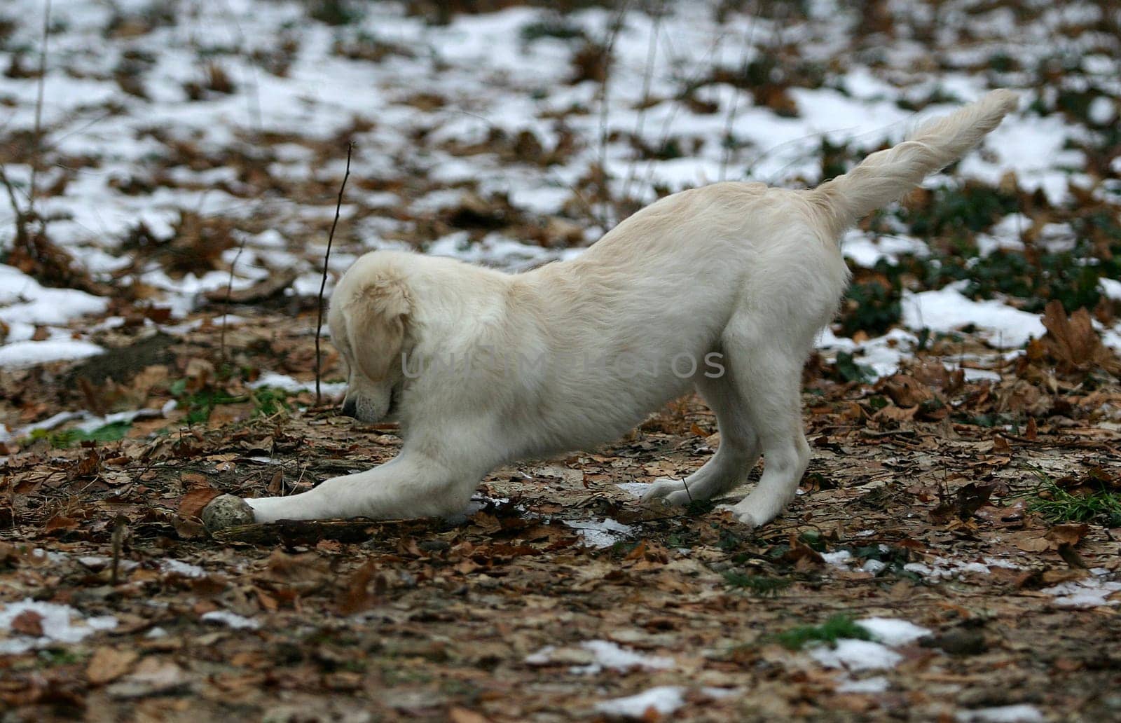 Puppy