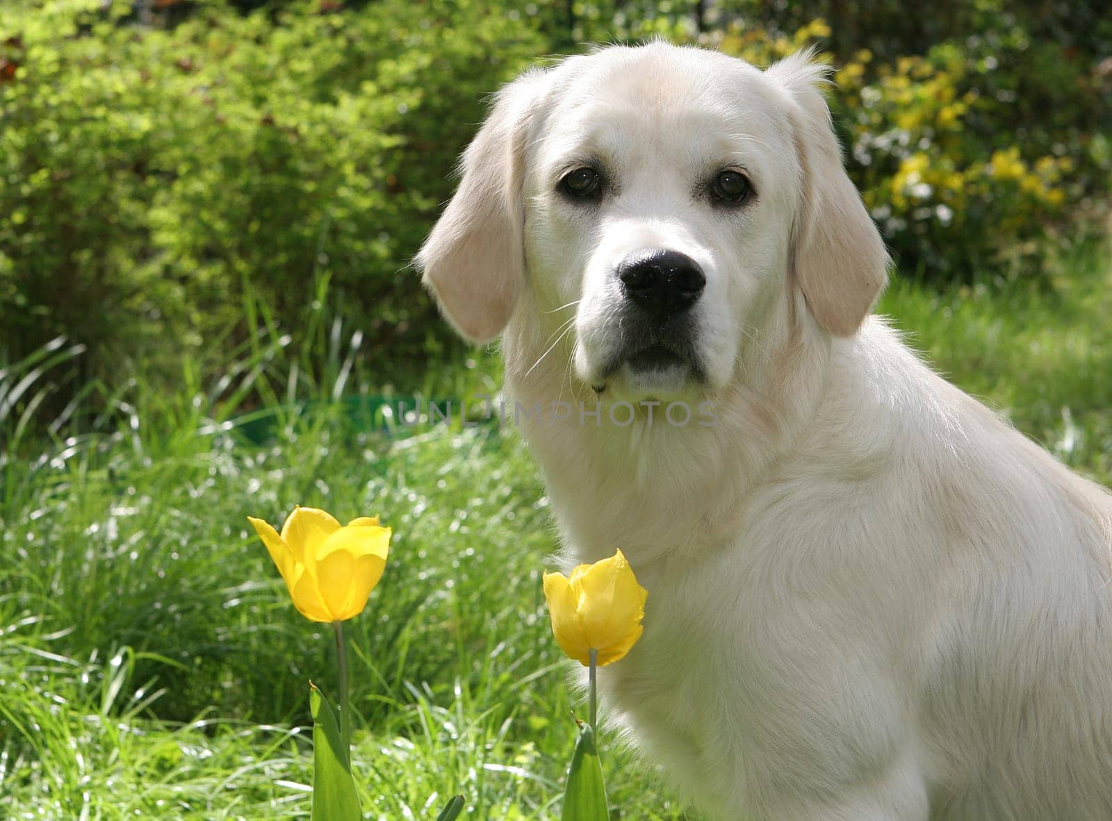 Golden Retriver
