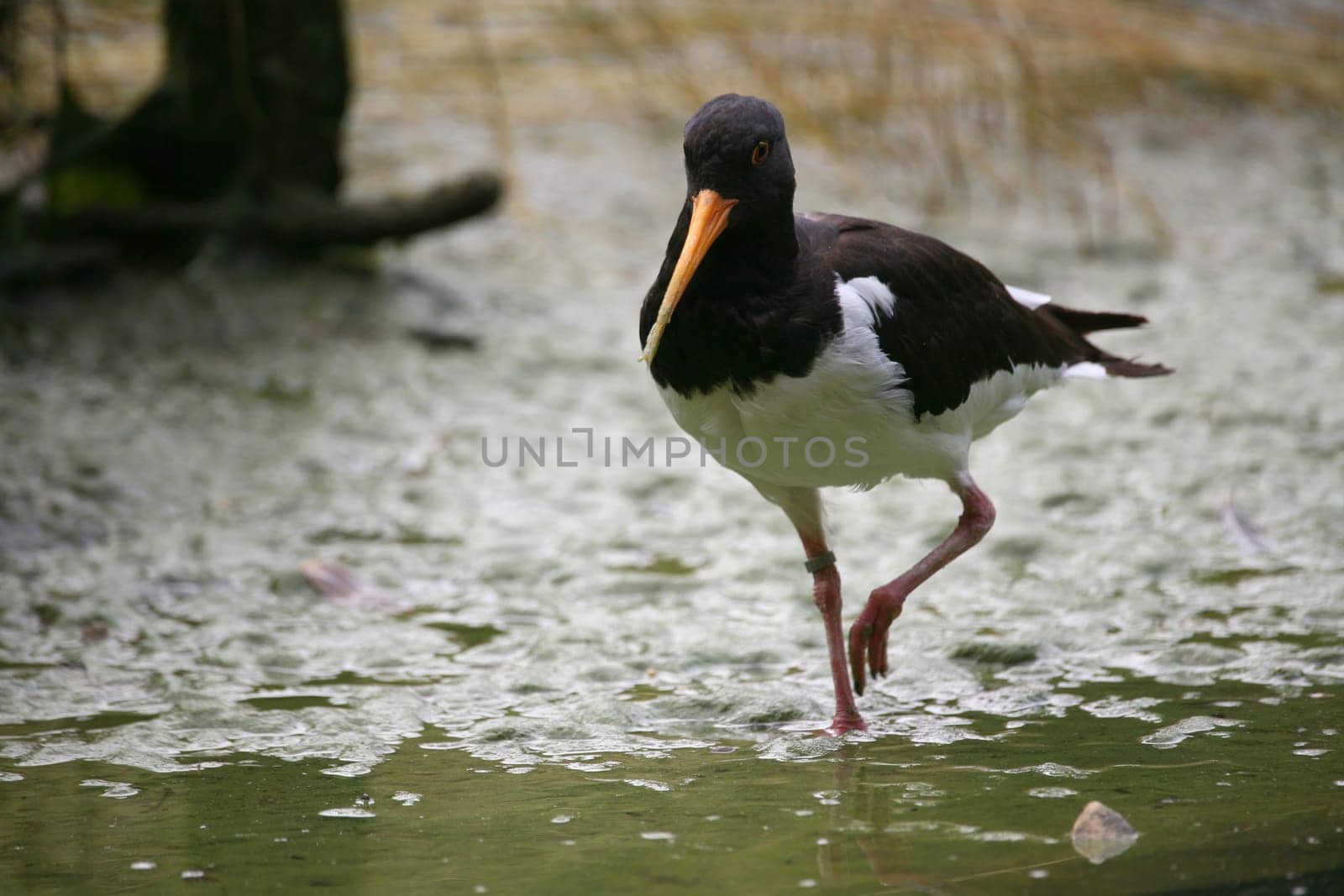 Haematopus ostralegus