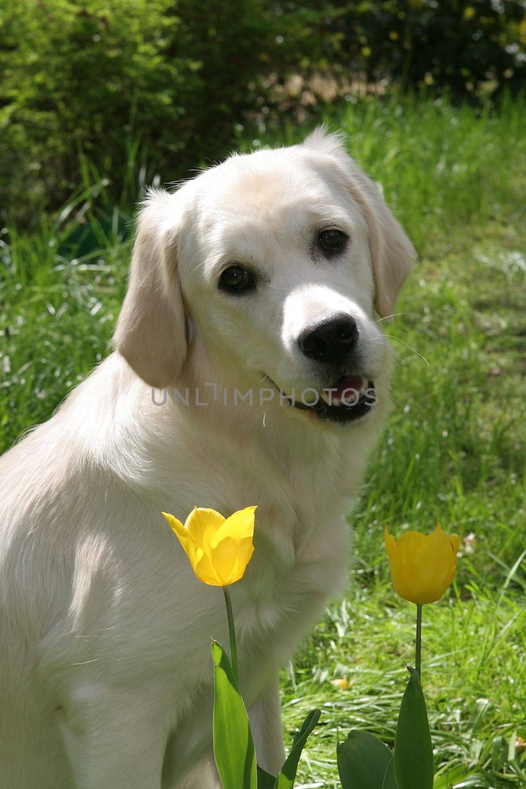 Golden Retriver