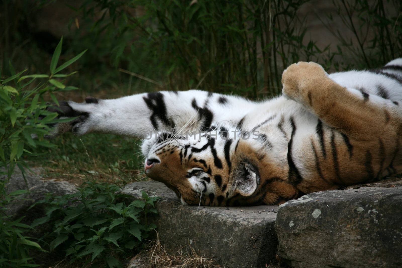 Siberian tiger