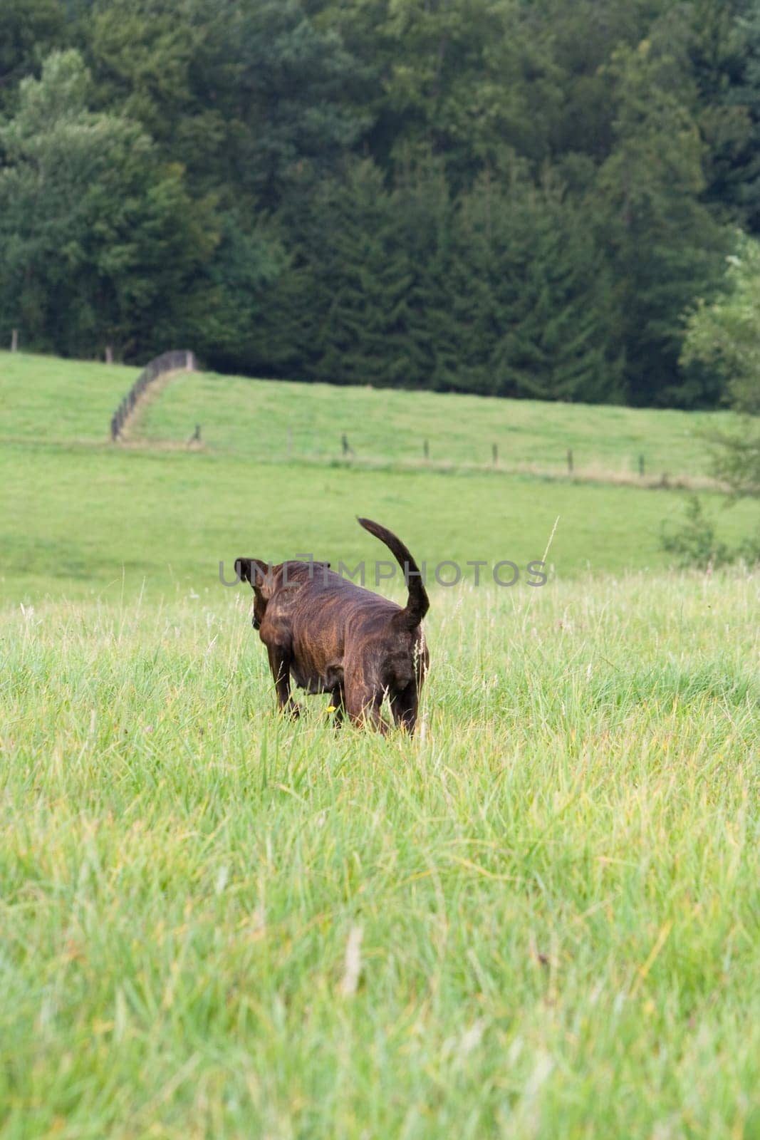A dog goes its own way