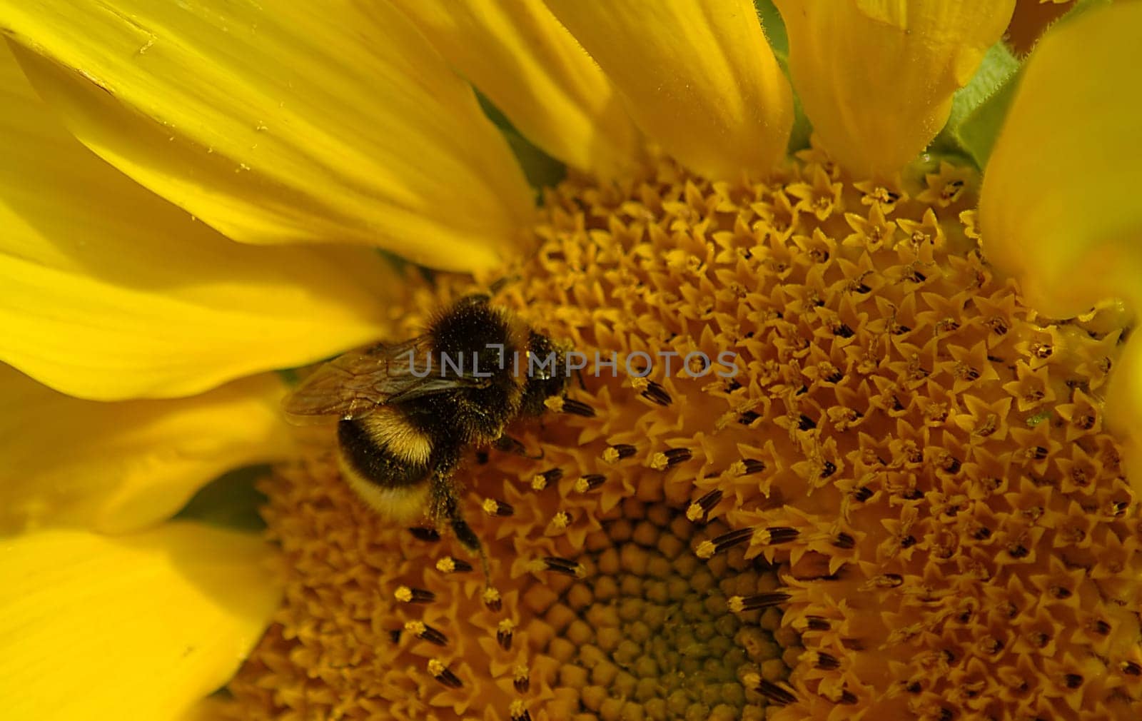 A little sunny evening greeting....!:-)