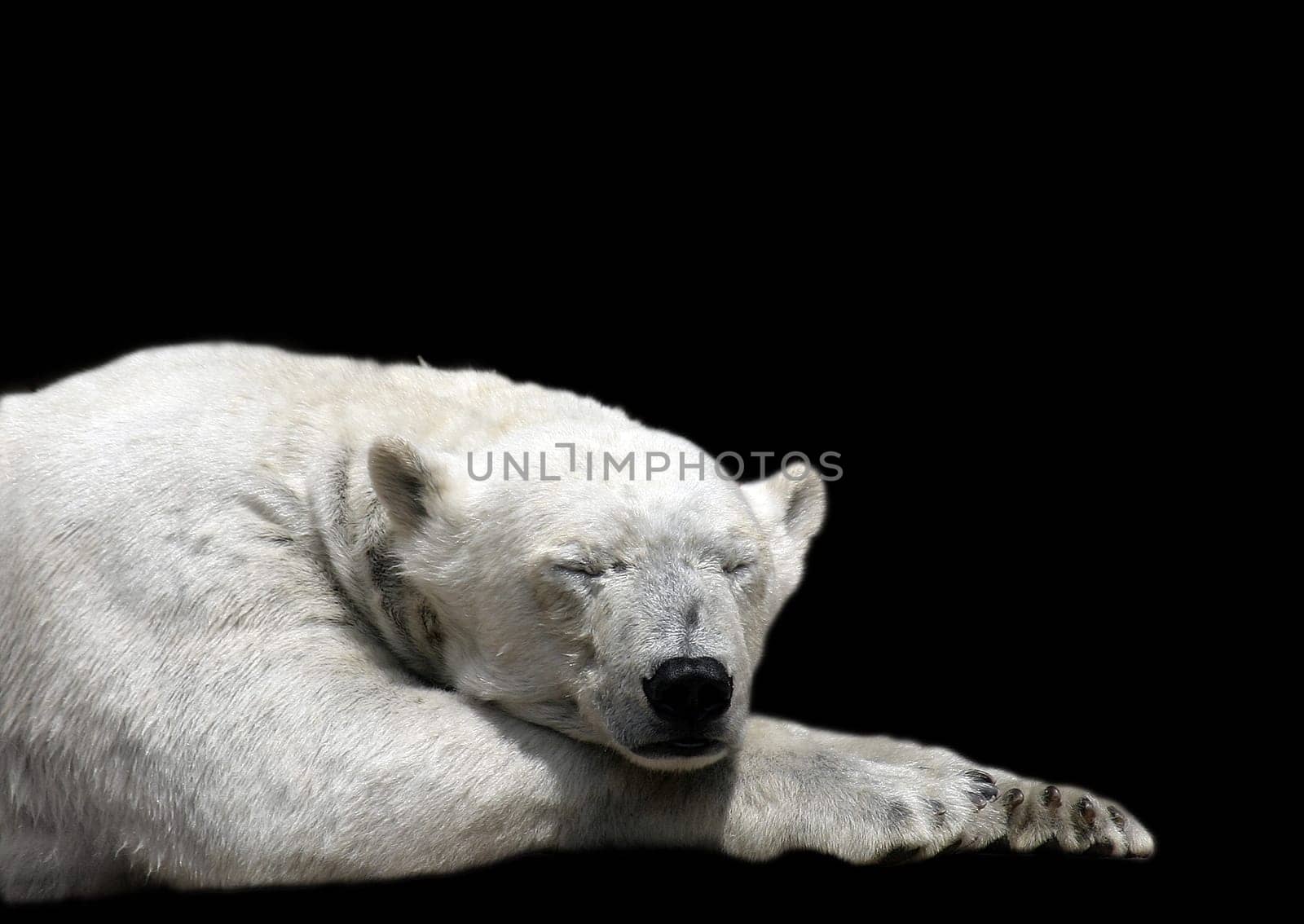 Tired polar bear