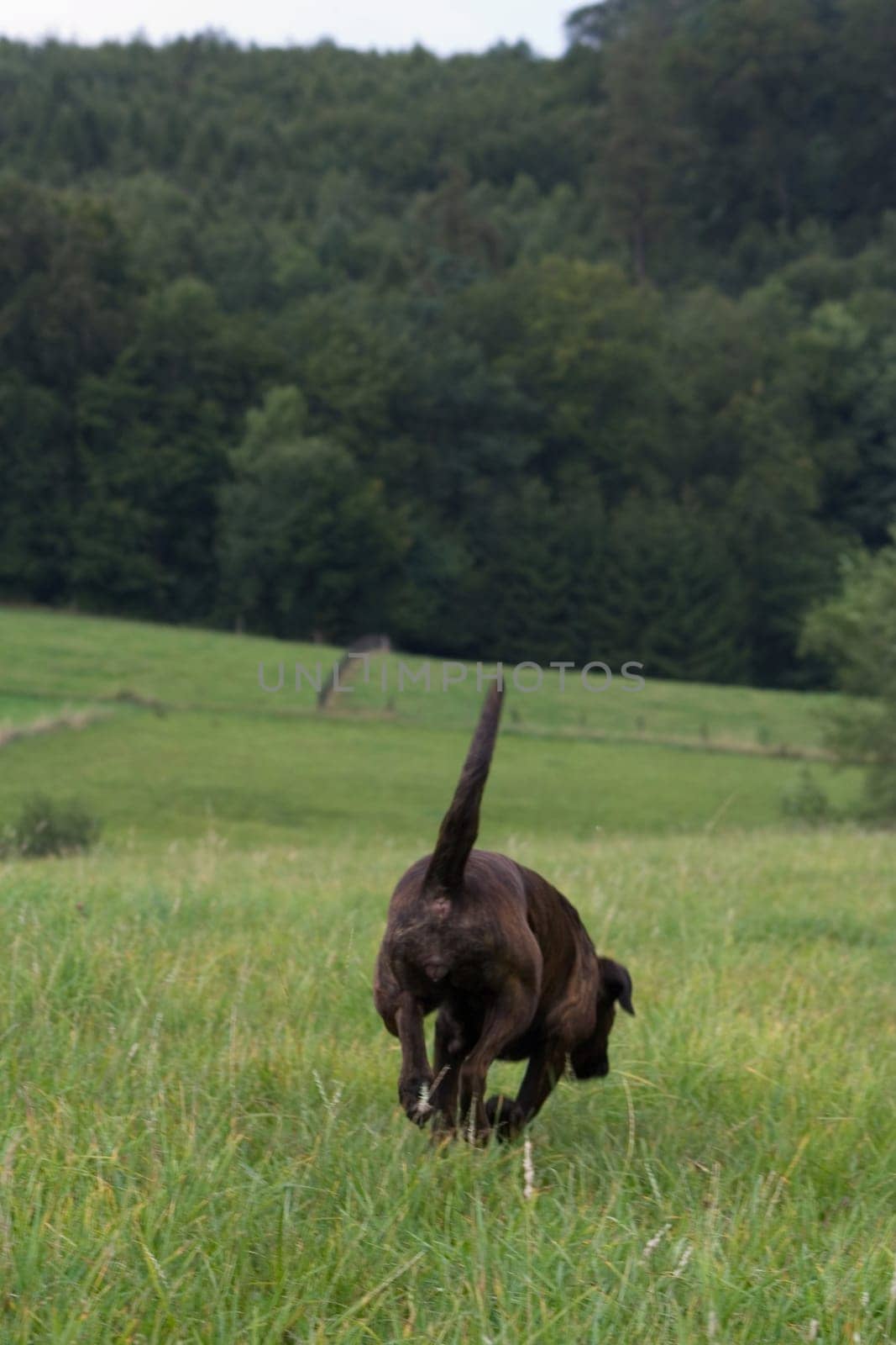 A dog goes its own way