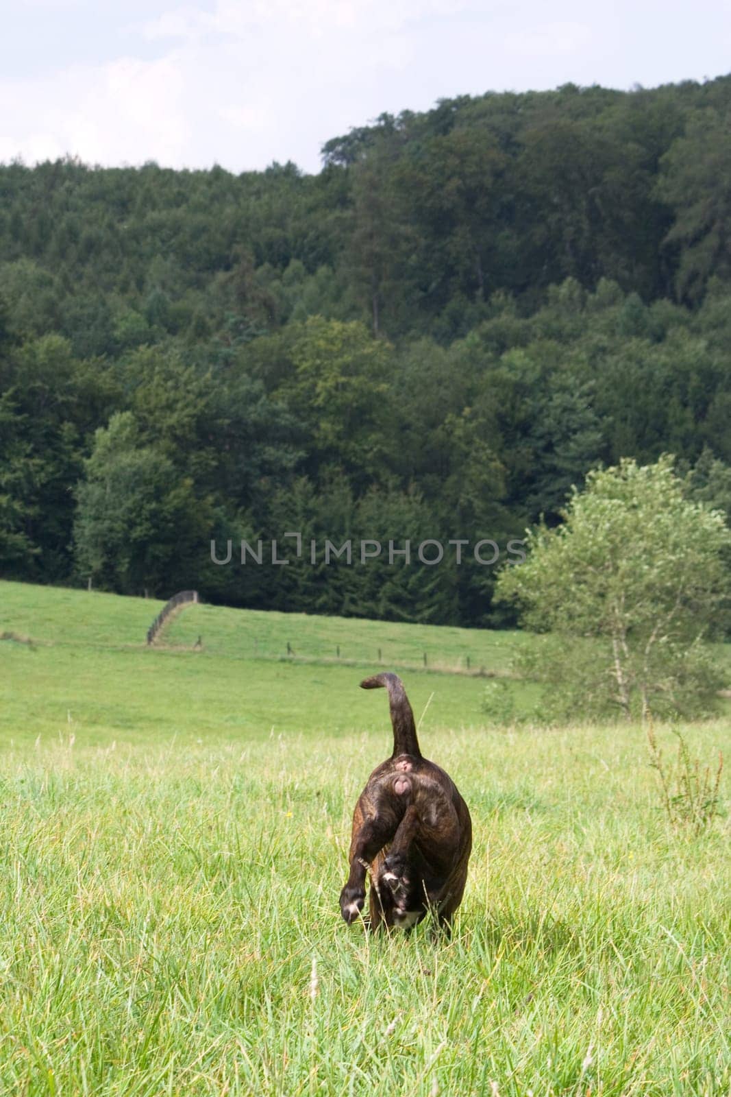 A dog goes its own way