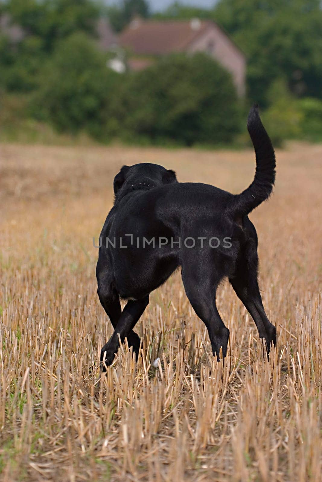 Dog from behind,running over stubble field