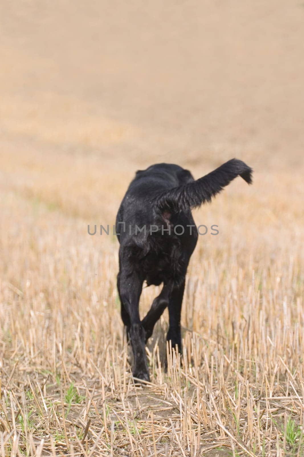 Dog from behind,running over stubble field