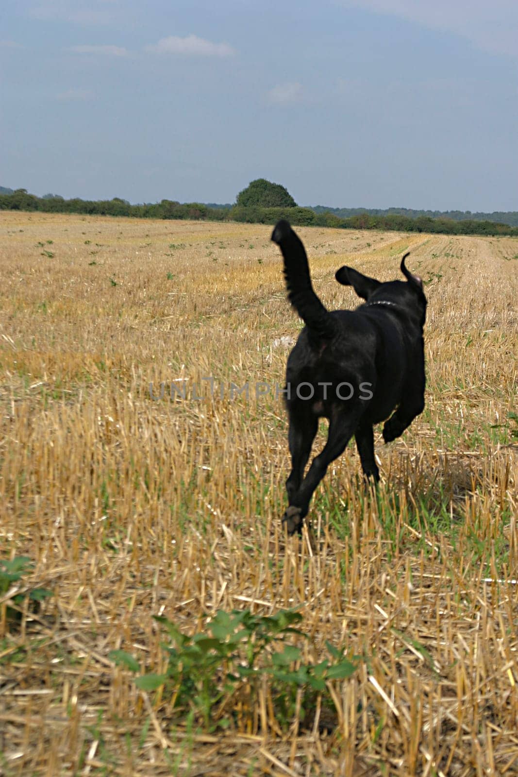 Dog from behind,running over stubble field
