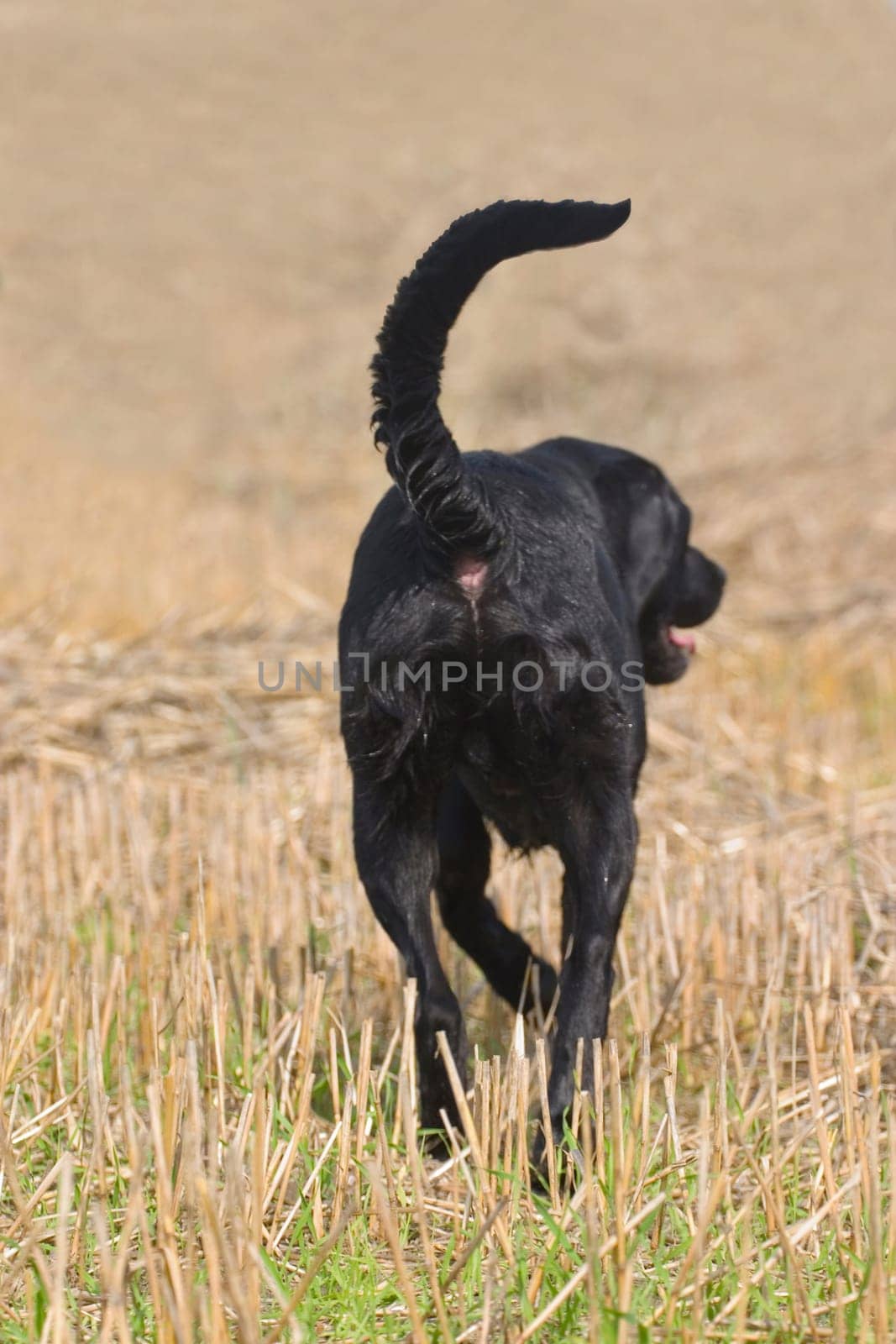 Dog from behind,running over stubble field