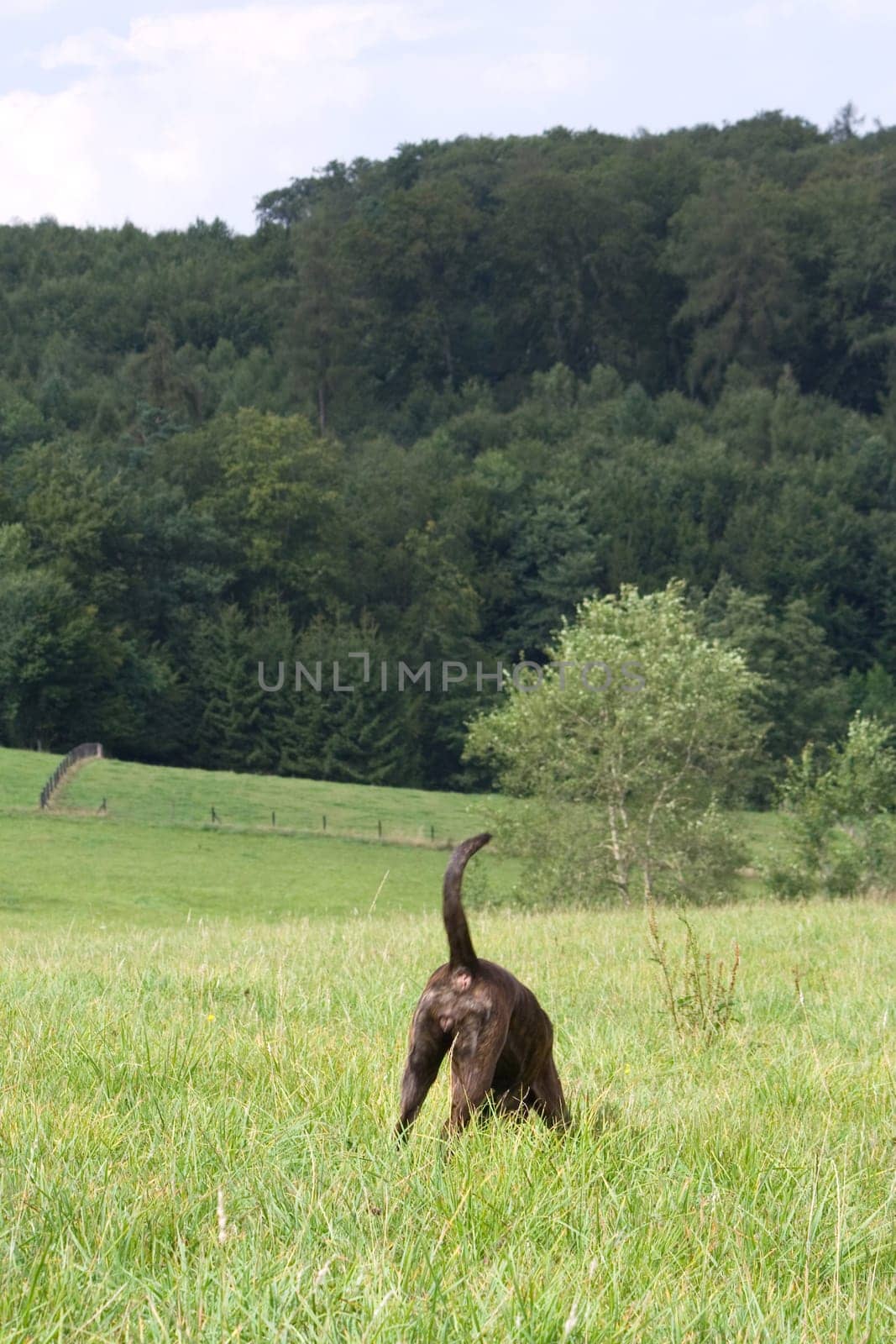 A dog goes its own way