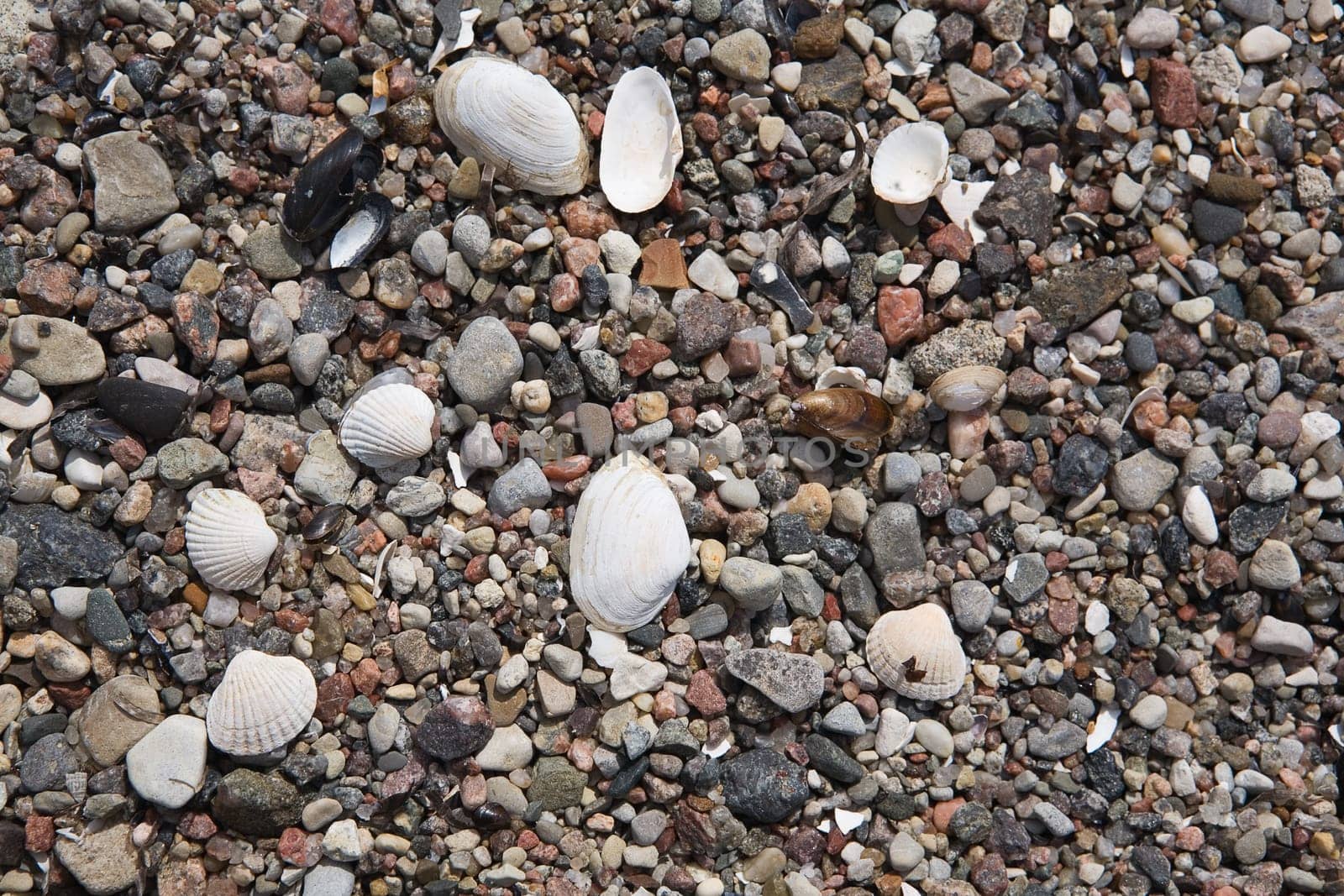 Stones and shells background