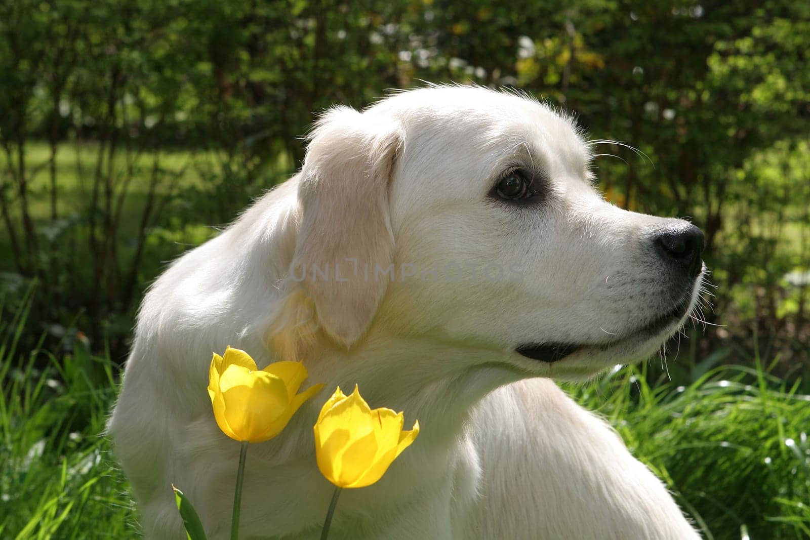 Tulips
