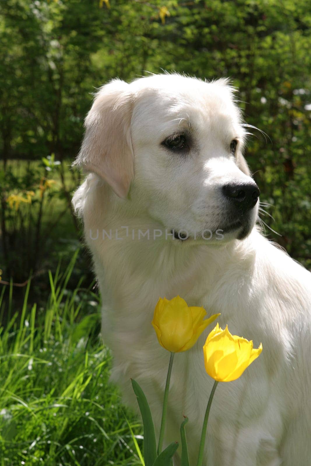 Retriver