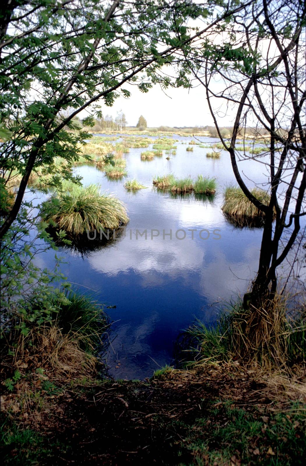 moorland