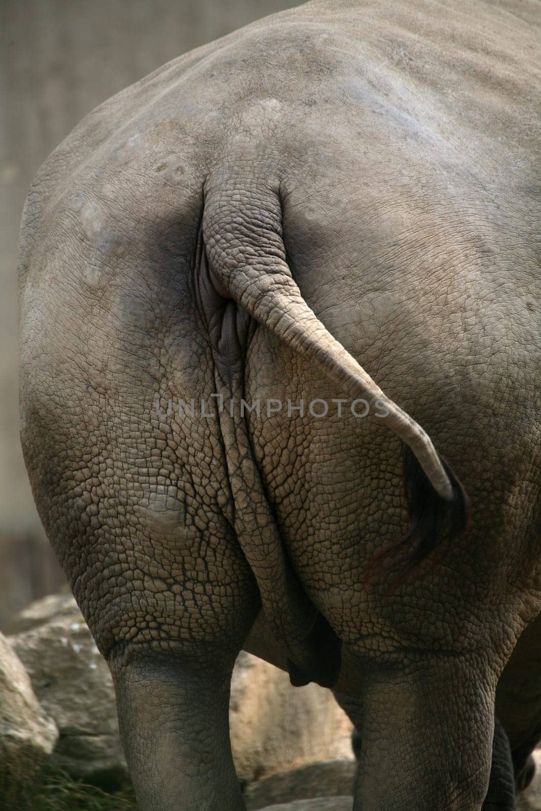 Ceratotherium simum - a beautiful back can also delight!