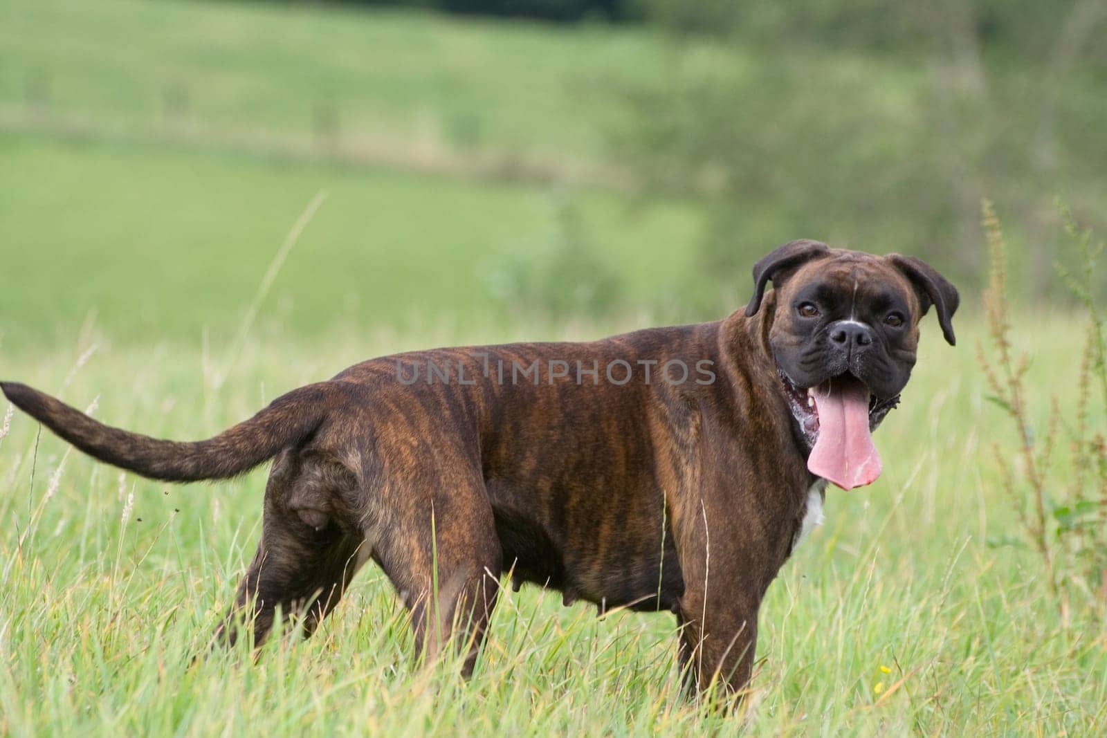 Boxer in front of forest on meadow