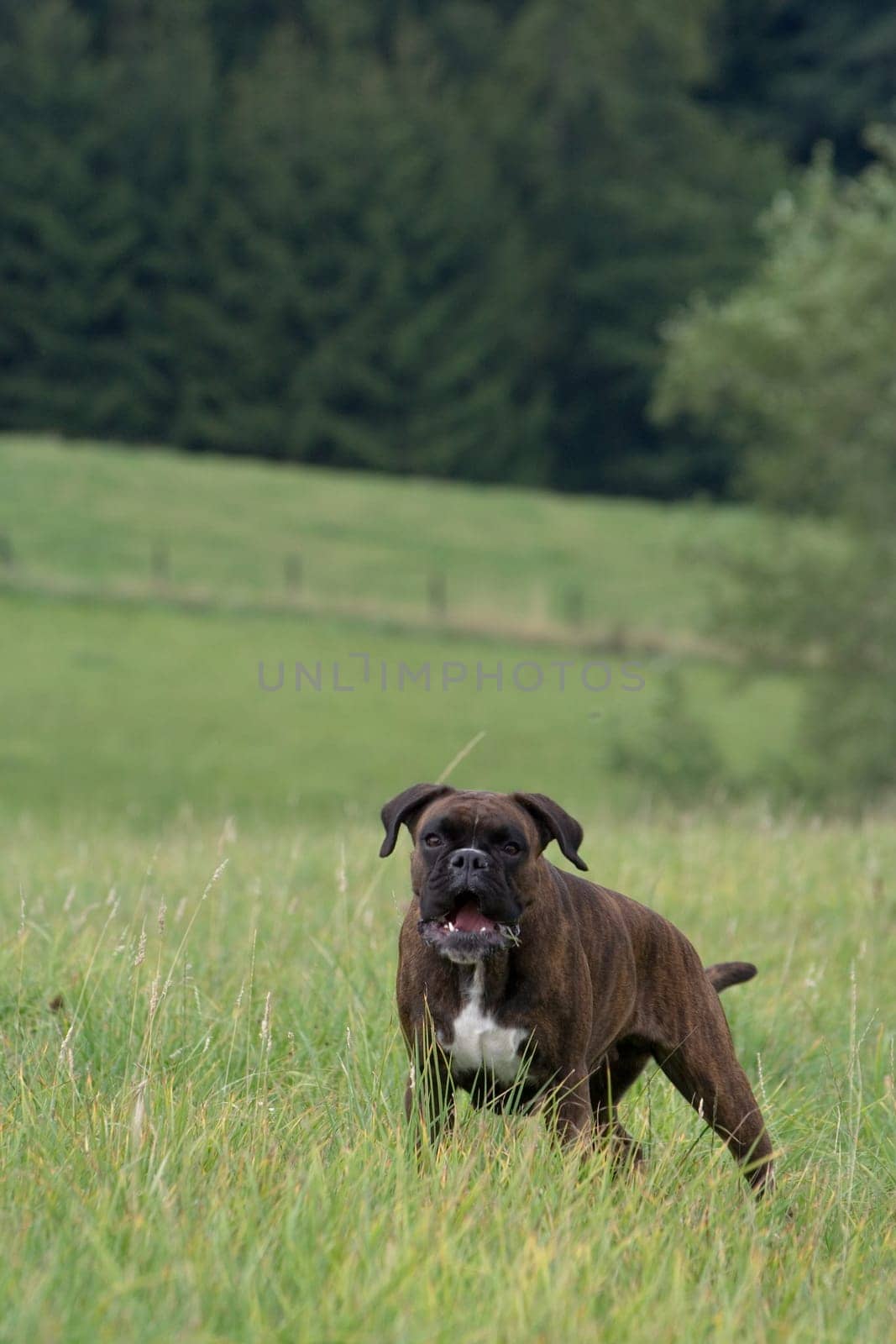 Boxer in front of forest on meadow
