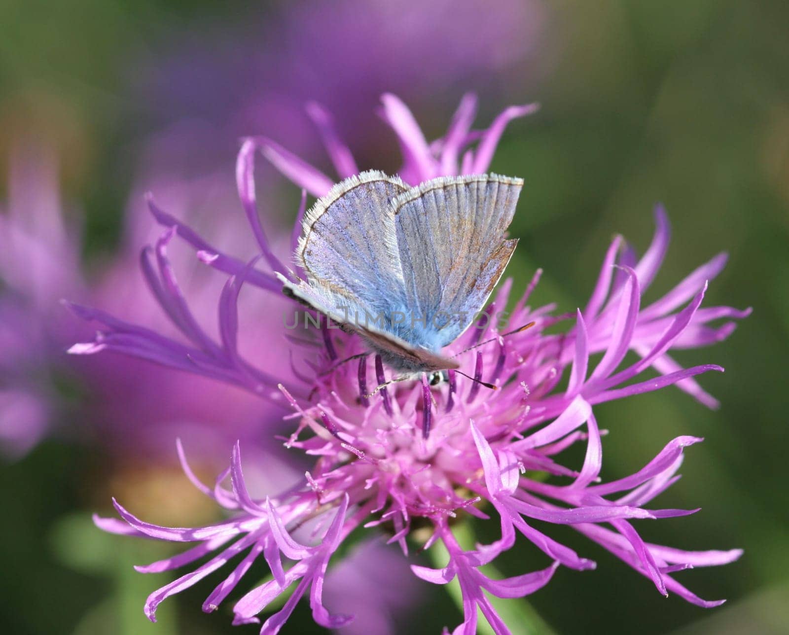 Who can tell me the name of the butterfly? Thank you Bea