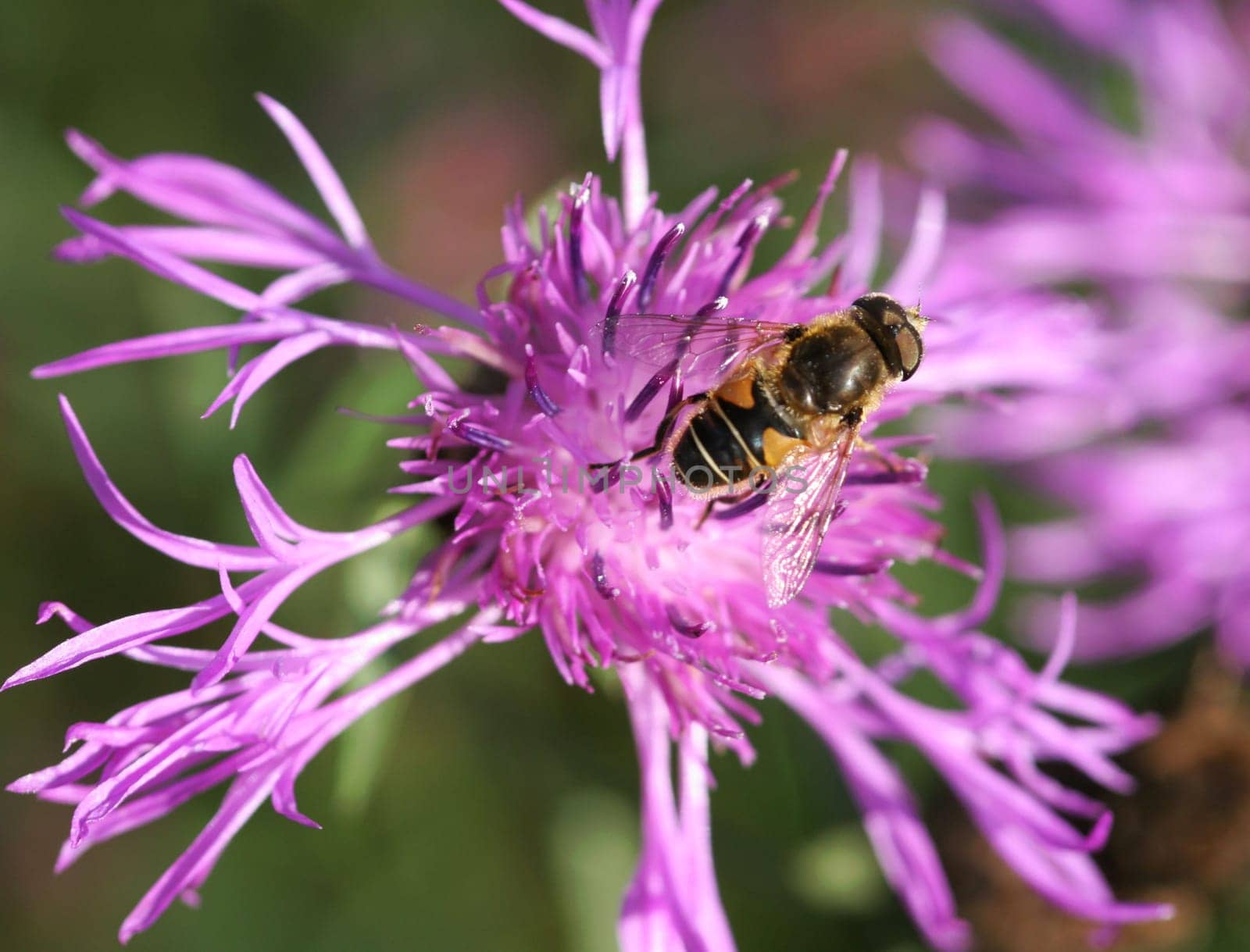 In search of nectar