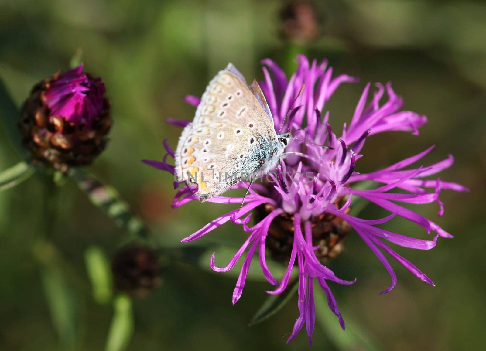 Here is the butterfly once again in a different view... for ease of identification.