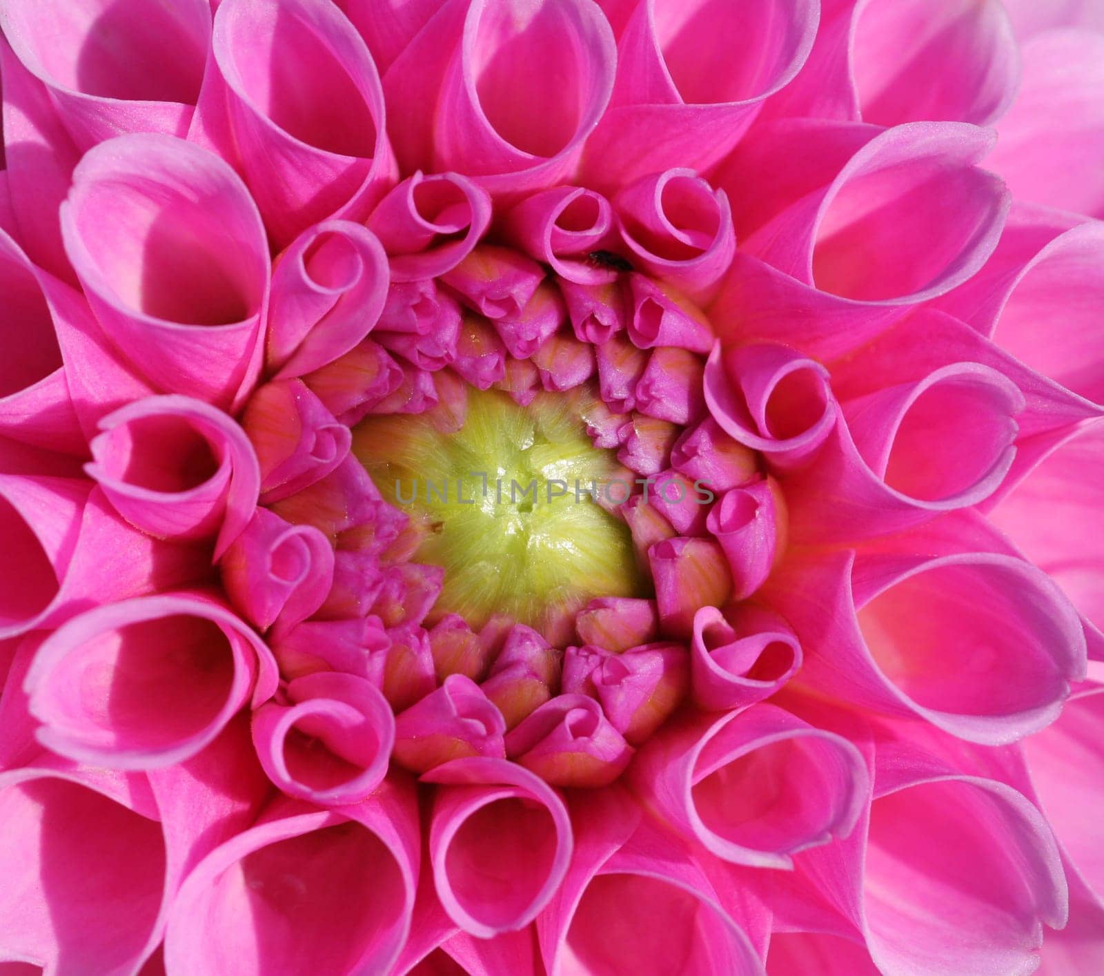 Pink...