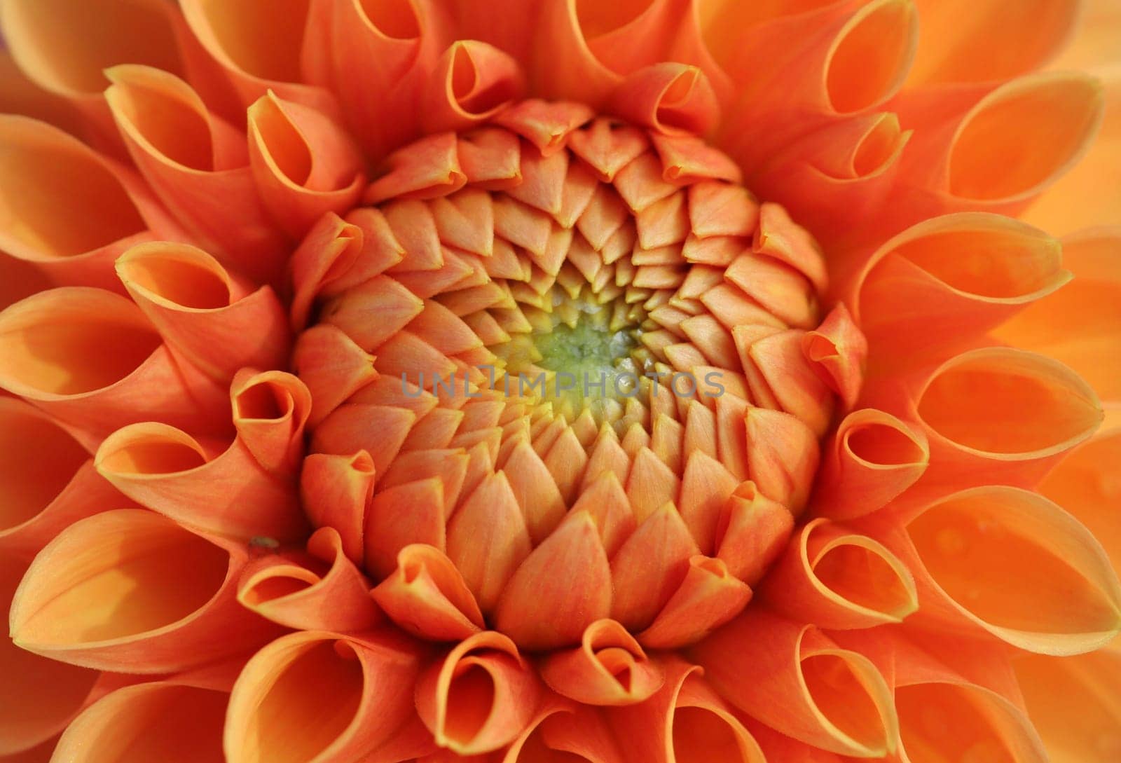 The color orange...