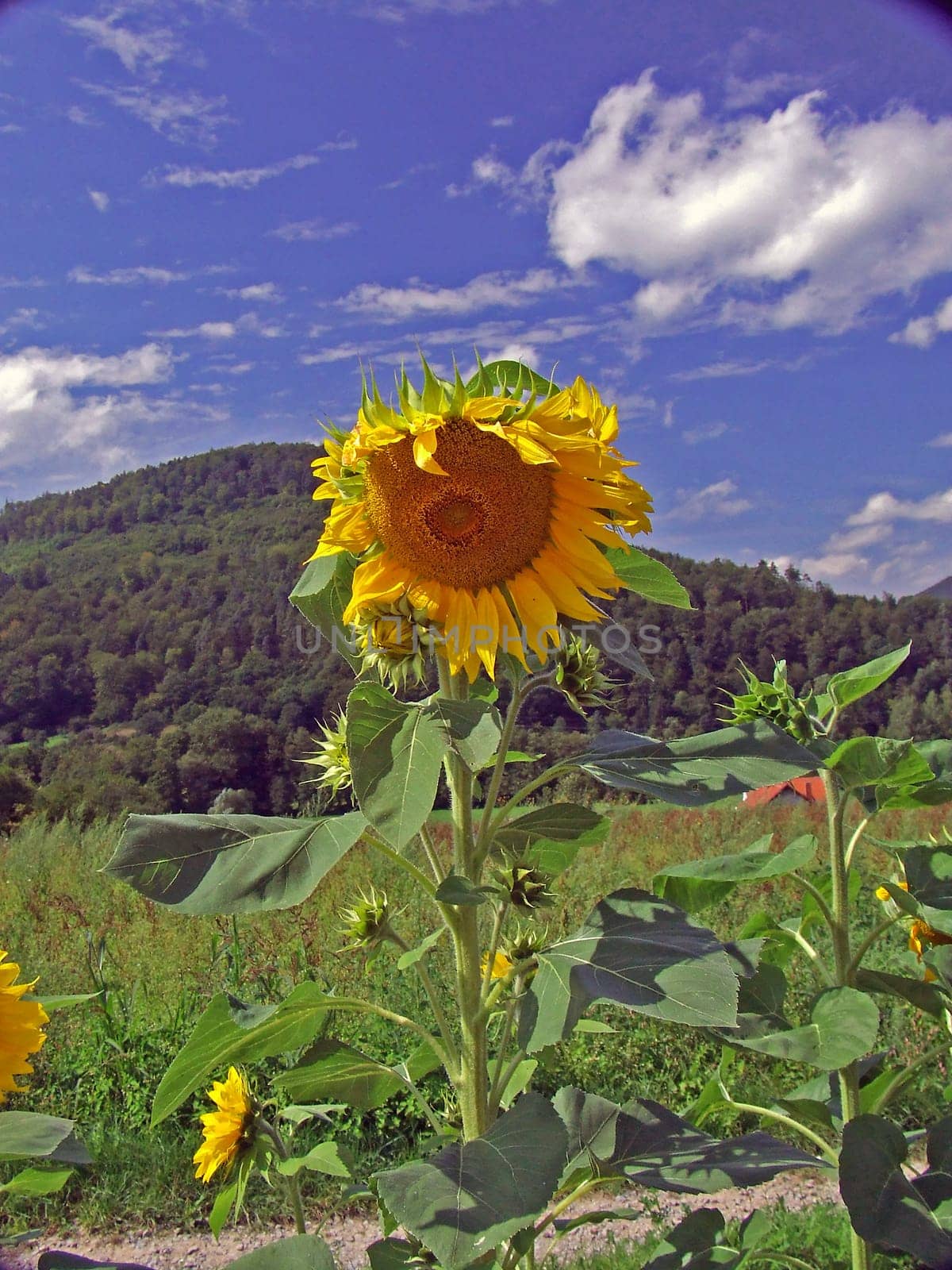 Sunflower