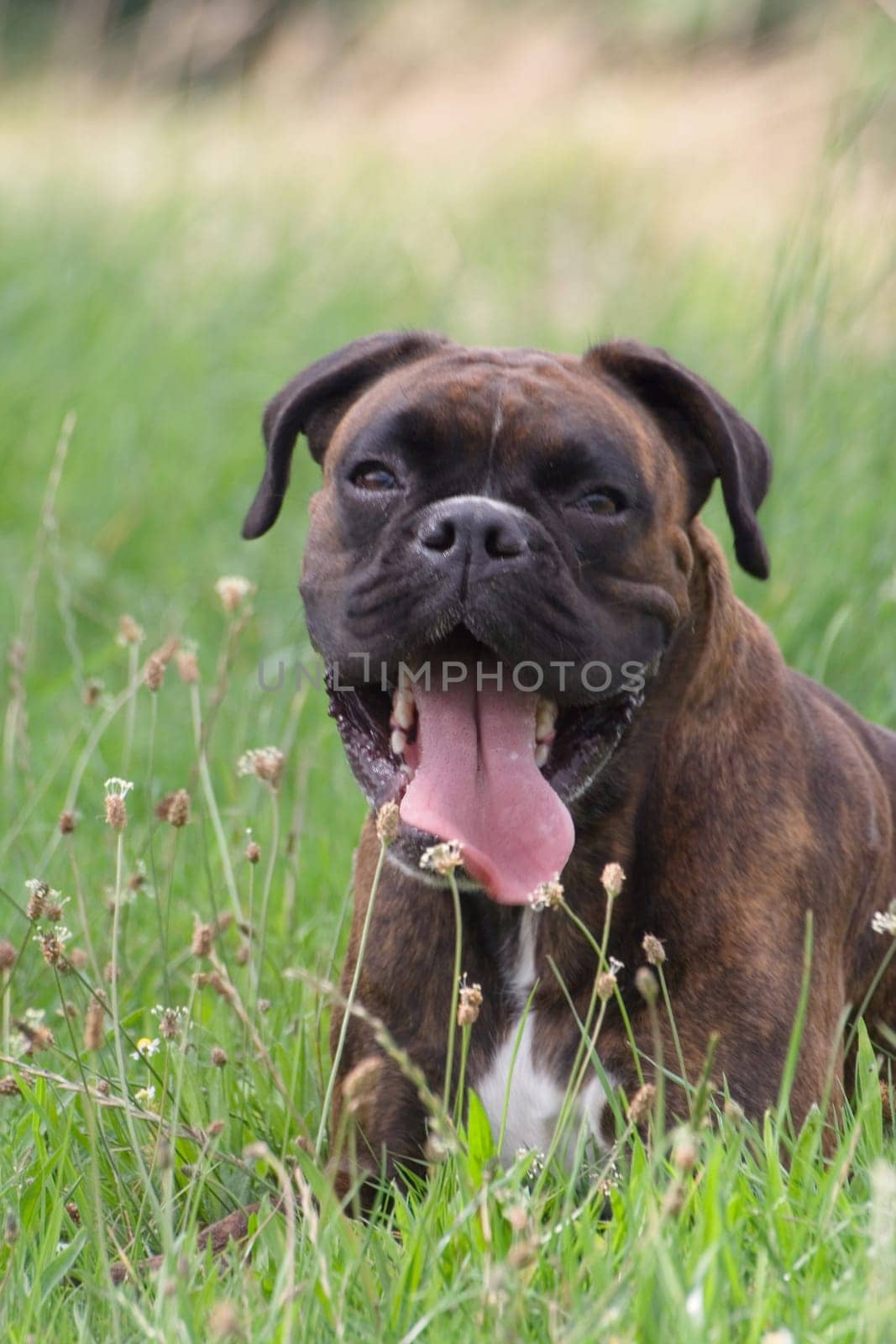Purebred boxer lies in the grass,out of breath from a lot of previous play.