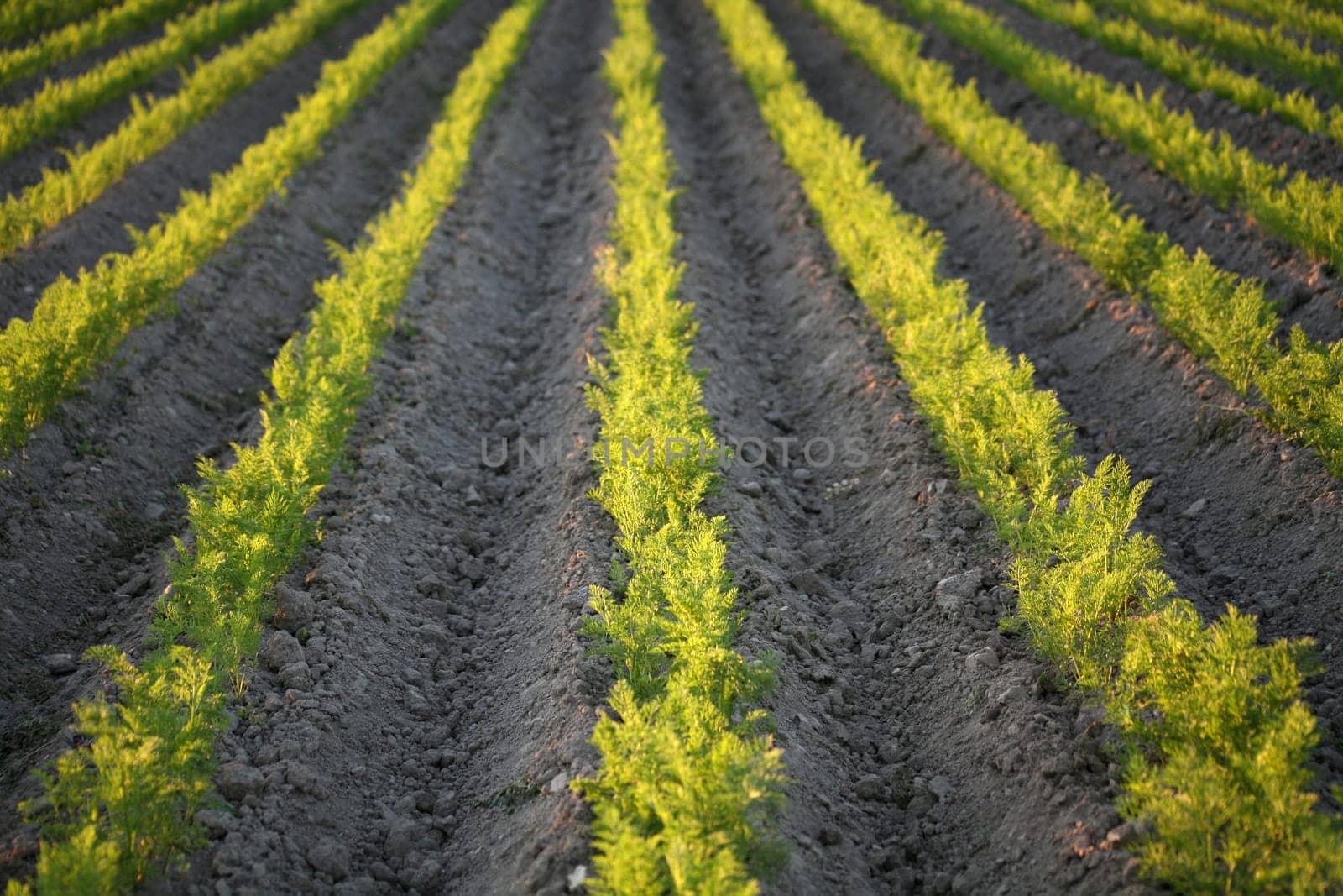 Carrot field