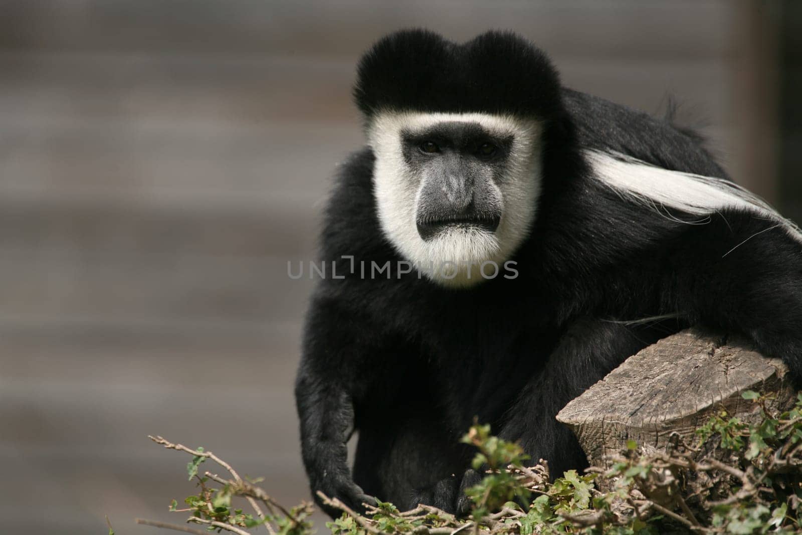 Colobus guereza