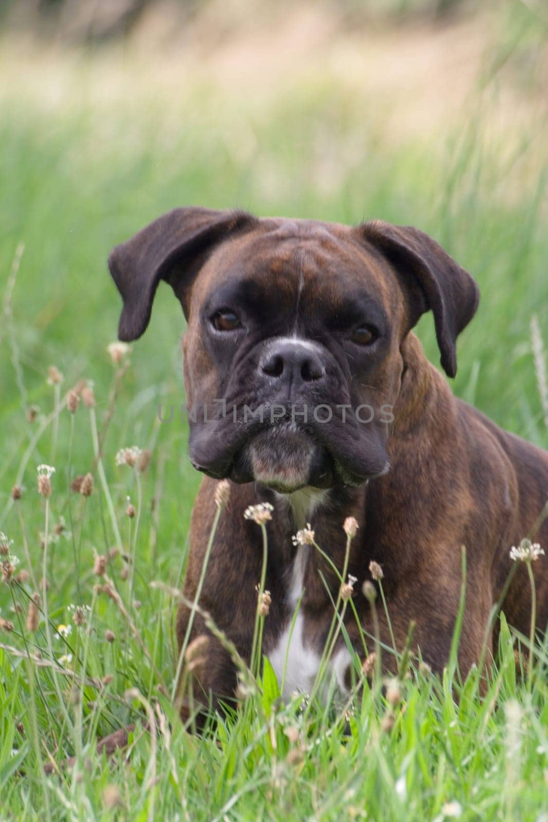 Purebred boxer lies in the grass,out of breath from a lot of previous play.