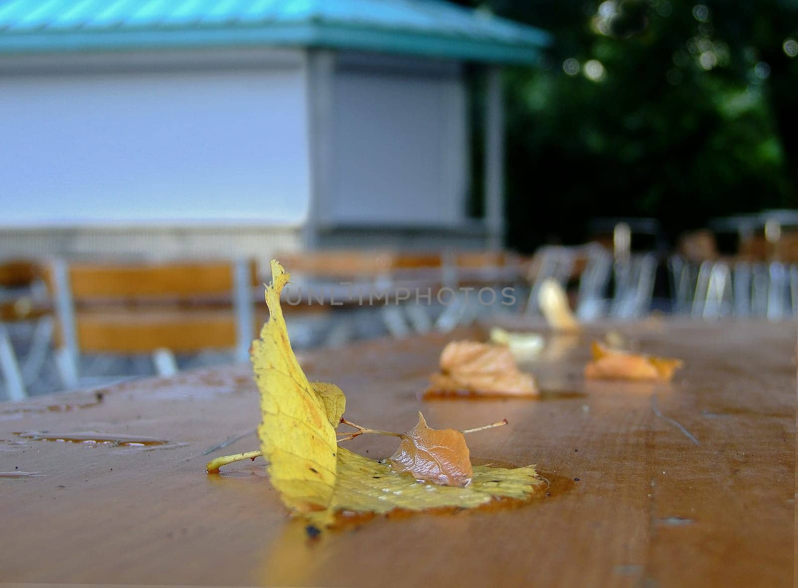 The first leaves are falling