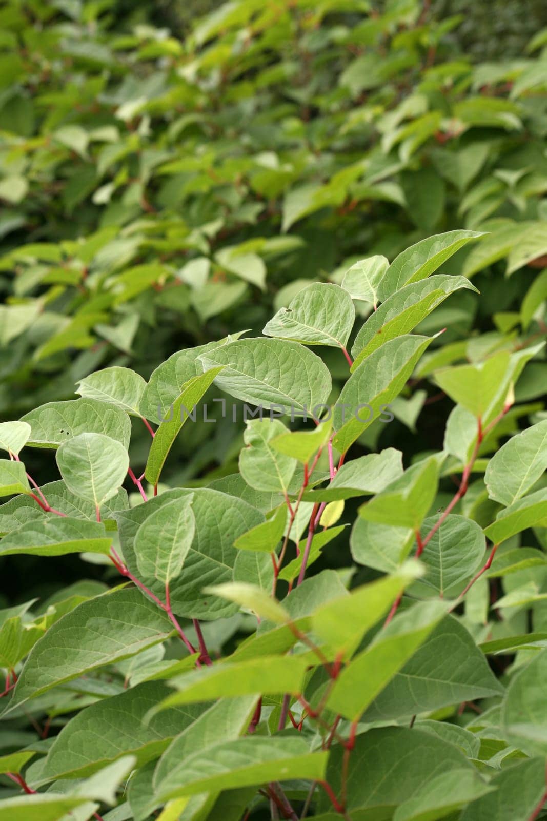 Japanese knotweed is a neophyta (a botanical newcomer),which overgrows plants originally native to us due to its strong distribution and thus displaces them in the long run.