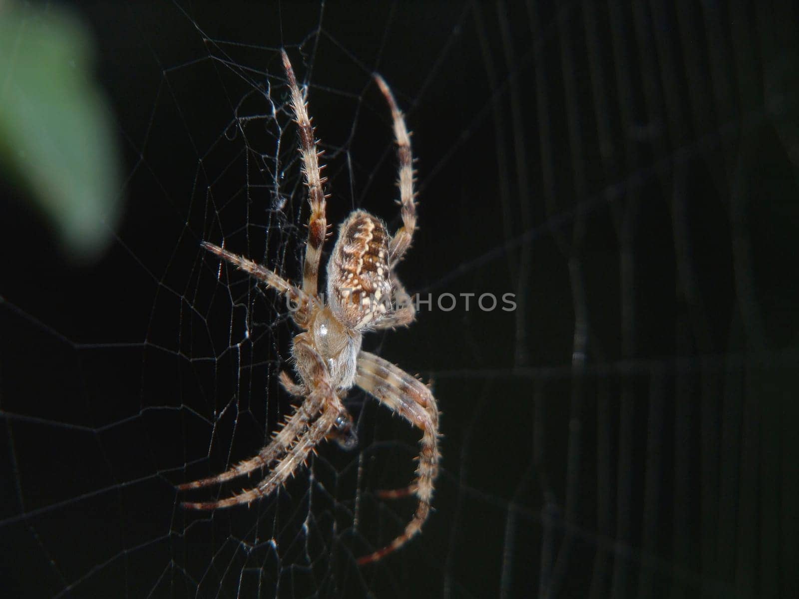 one of the most common species in our gardens
