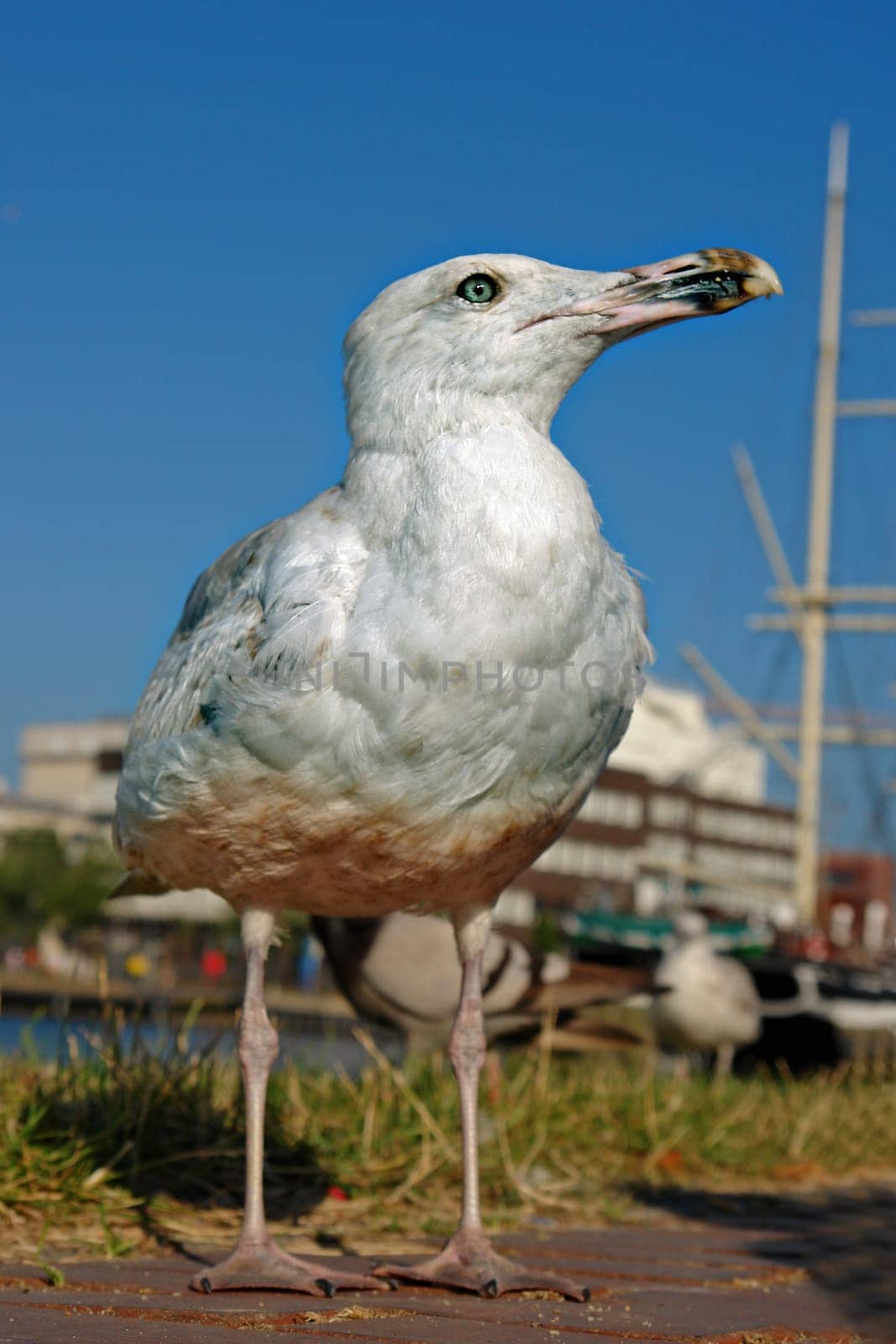Gulls grow to the size of a buzzard at 54-60 cm and have a wingspan of 123 to 148 cm. Young birds wear a grey-brown spotted juvenile plumage for three years,which becomes slightly lighter with each moult,but are already as large as adult birds