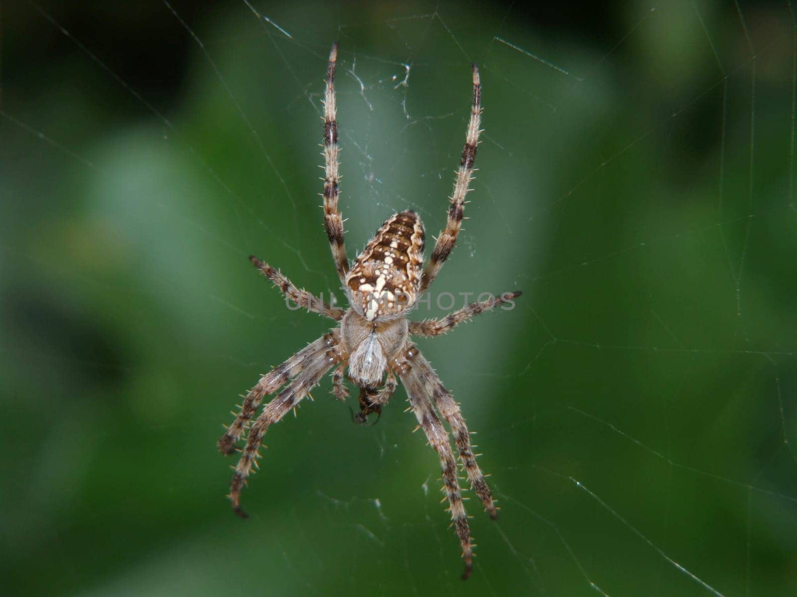 with insect in its clutches