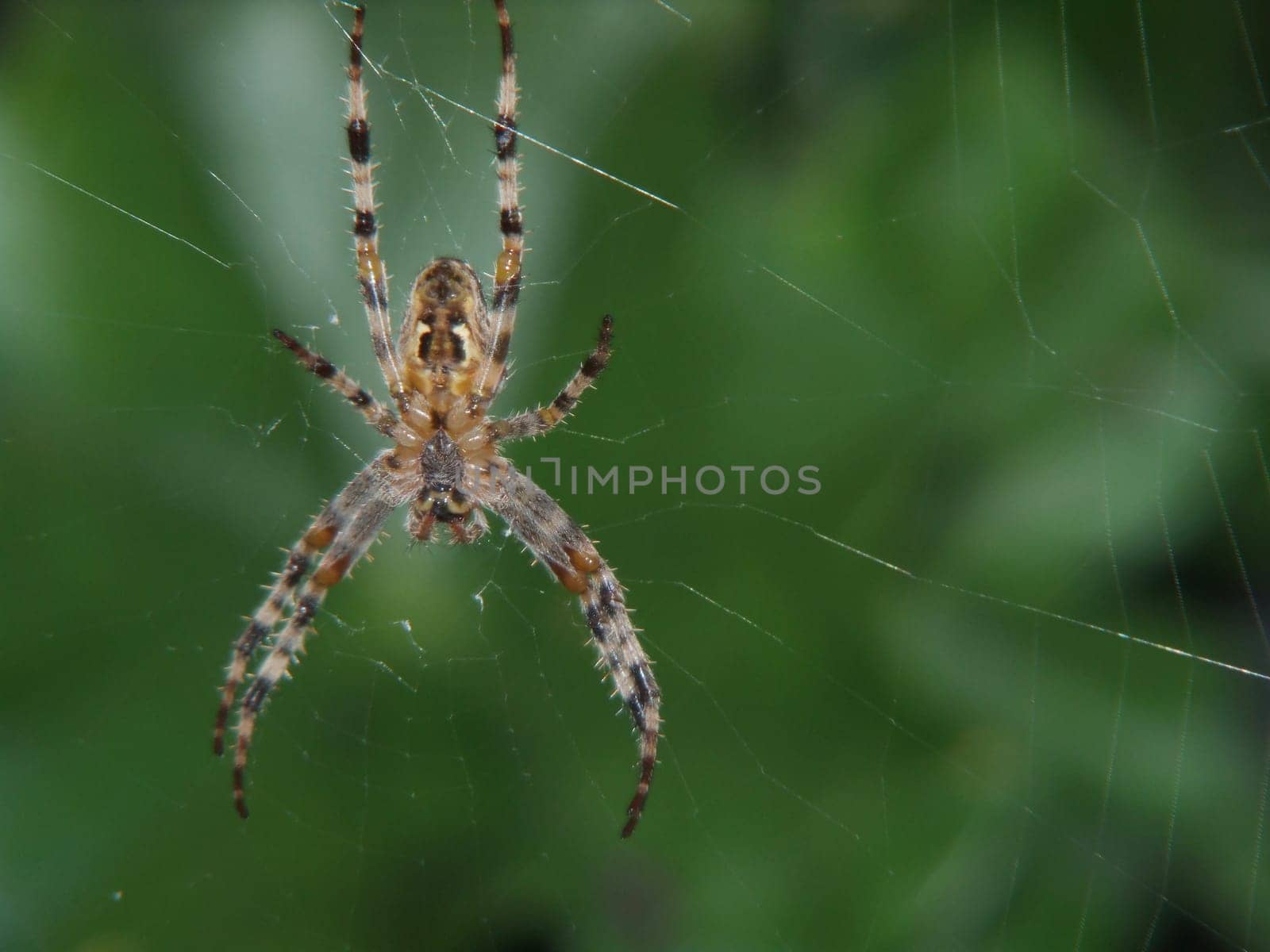 their underside