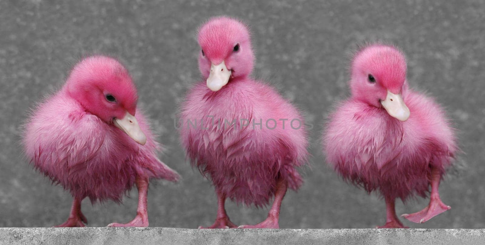 Pink Parade