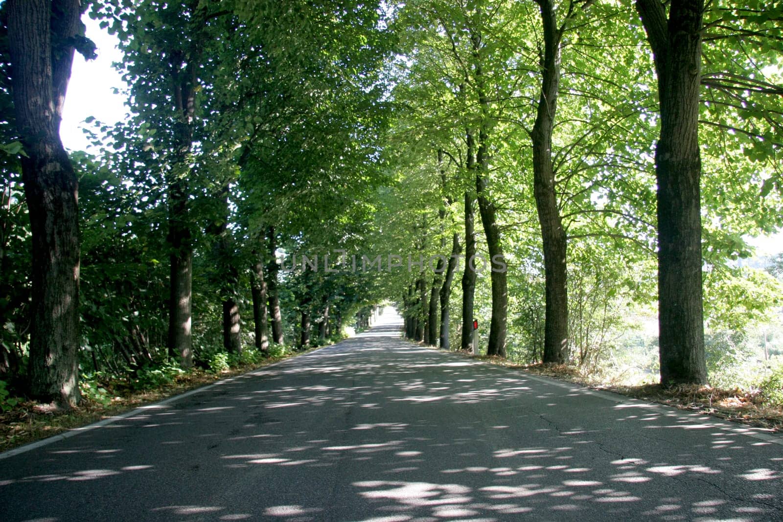 Avenue