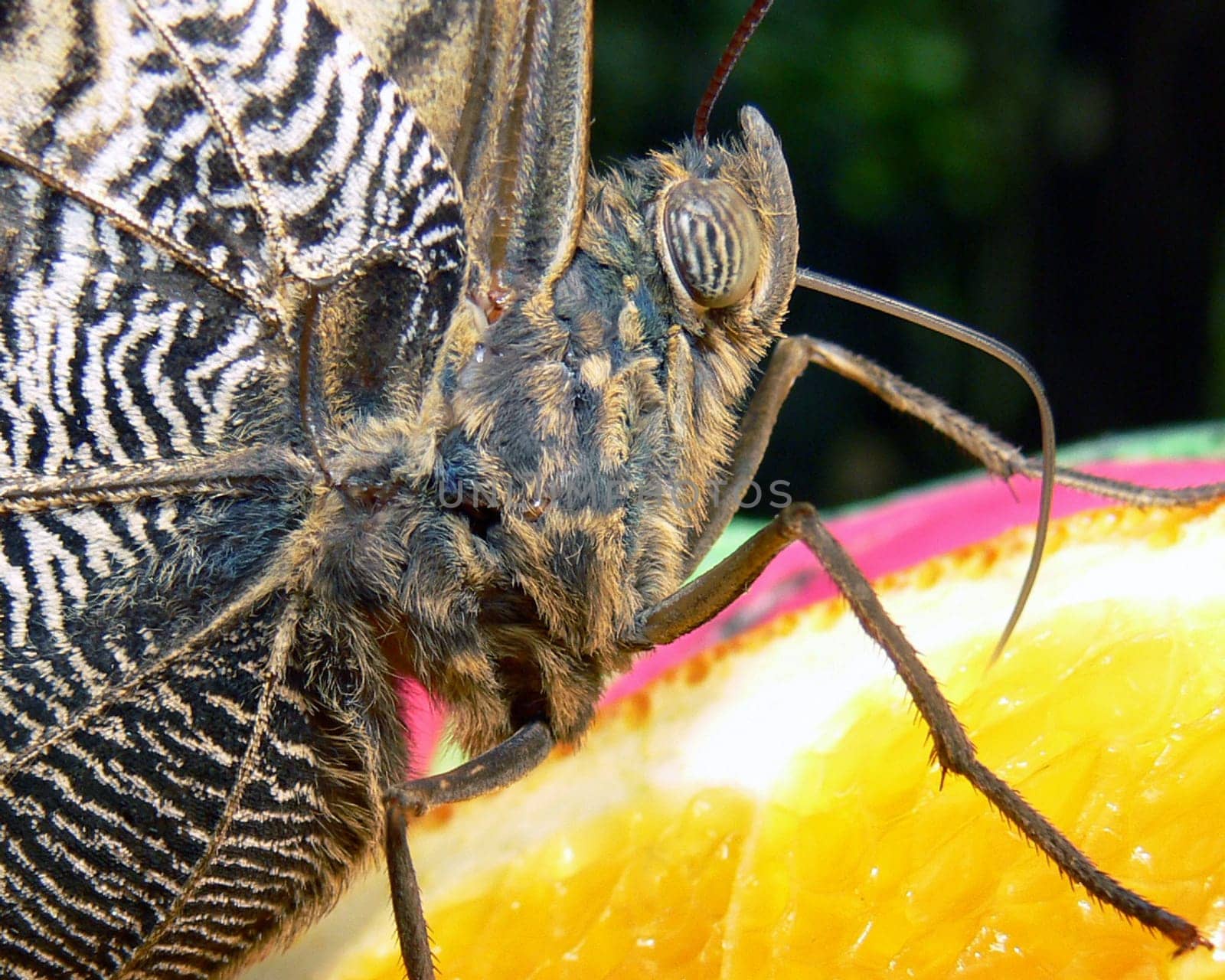 Butterfly 2