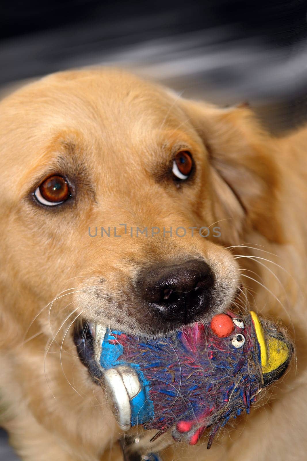 ... Leica was even right,because two little girls (24 and 18 months old) tried to compete with her favorite toy...