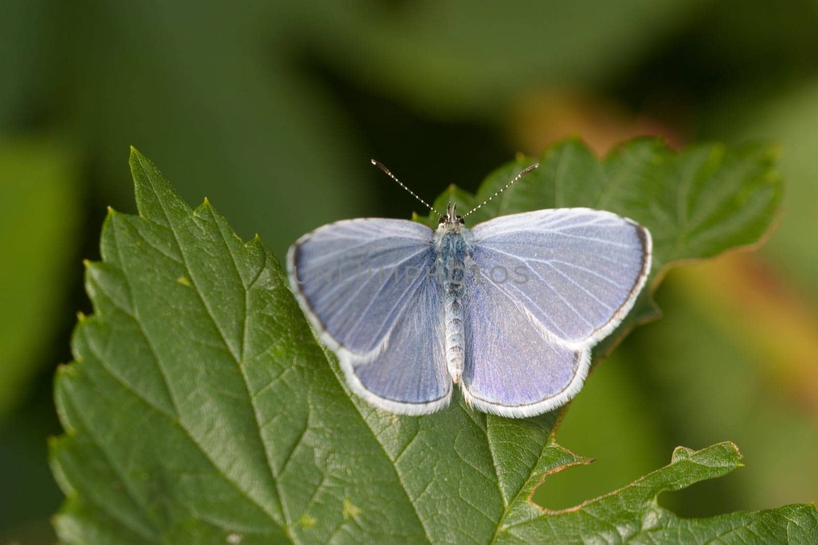 Buckwood Blue,male